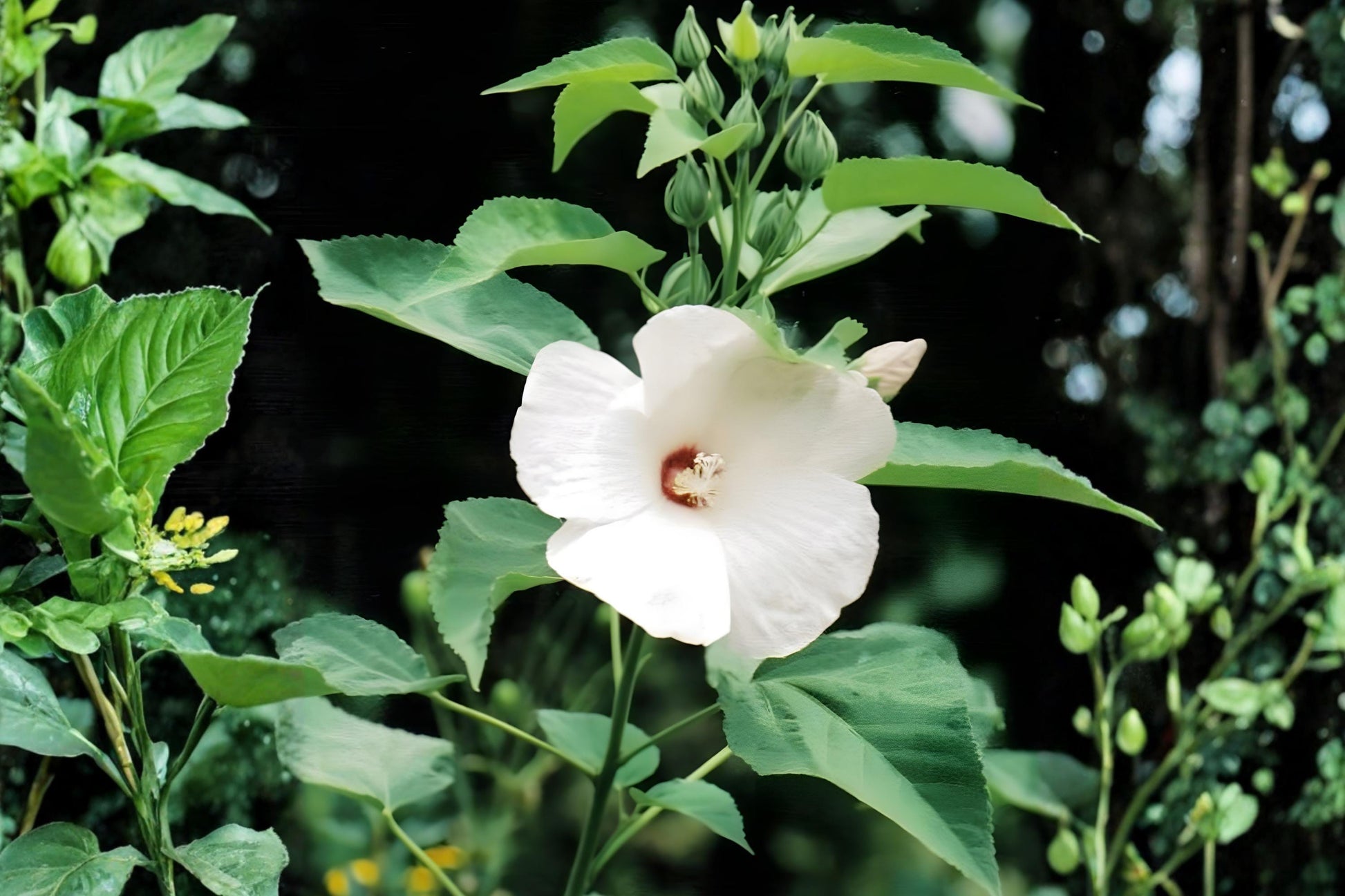 Woolly Rose Mallow Seeds 25 Hibiscus lasiocarpos Native Wetland Plant Pollinator Attractant