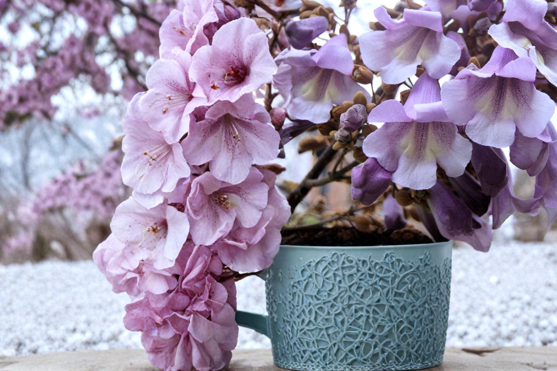 Empress Tree Seeds – Paulownia tomentosa Hardwood, Fast-Growing Deciduous Shade Tree for Outdoor Planting