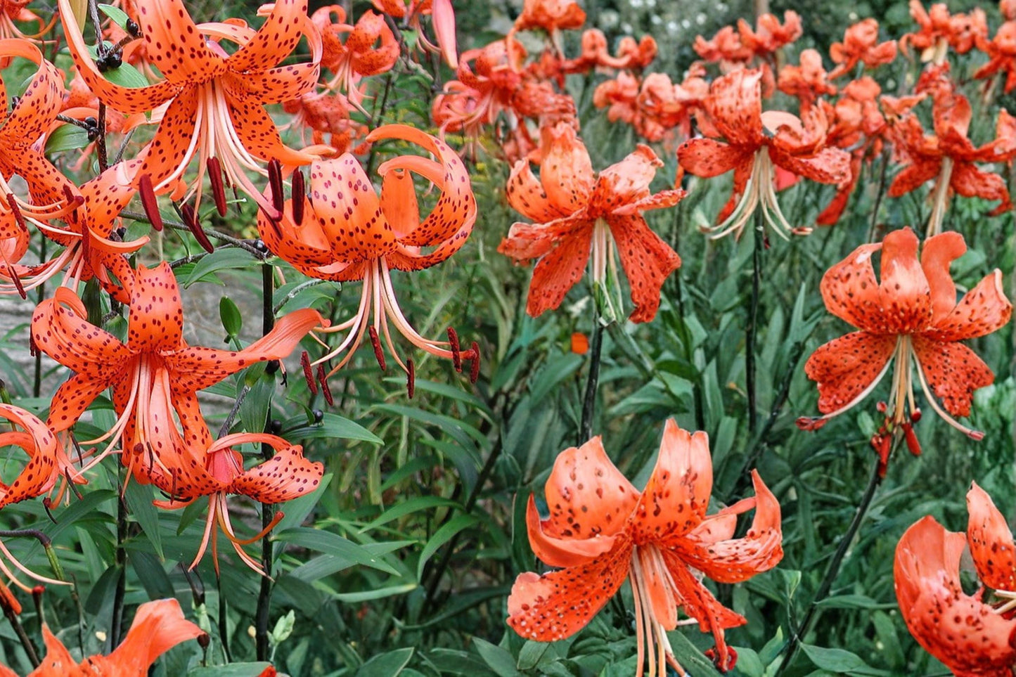 Tiger Lily Bulb, Mixed Color, Lilium lancifolium, Perennial Flower for Garden Beds & Borders