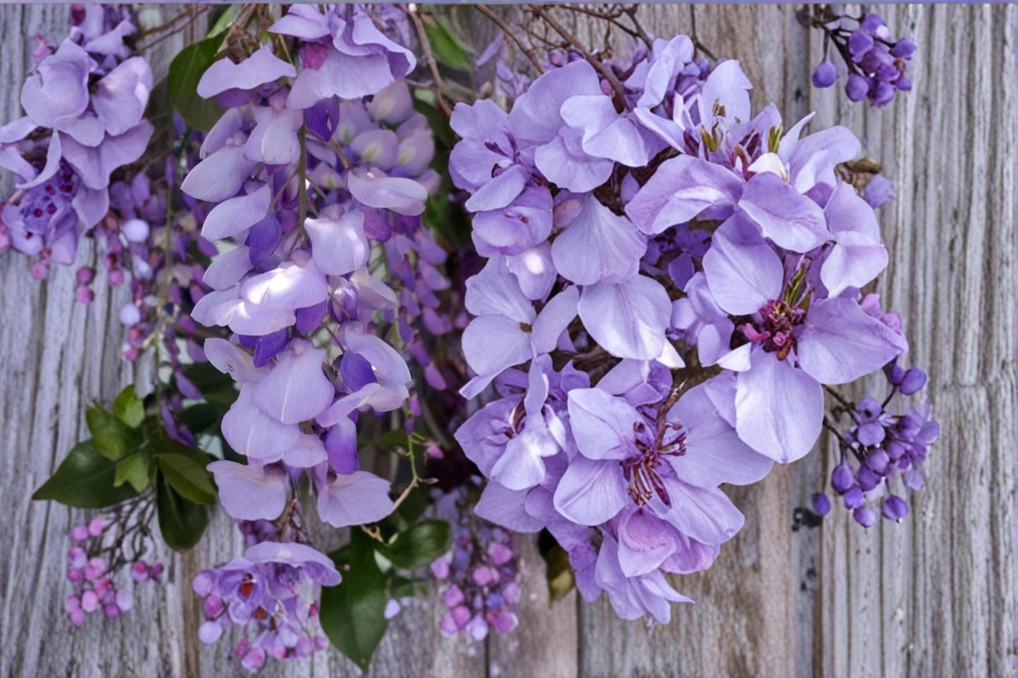 Purple Wisteria Seeds – Wisteria sinensis Vine for Outdoor Garden & Bonsai Planting