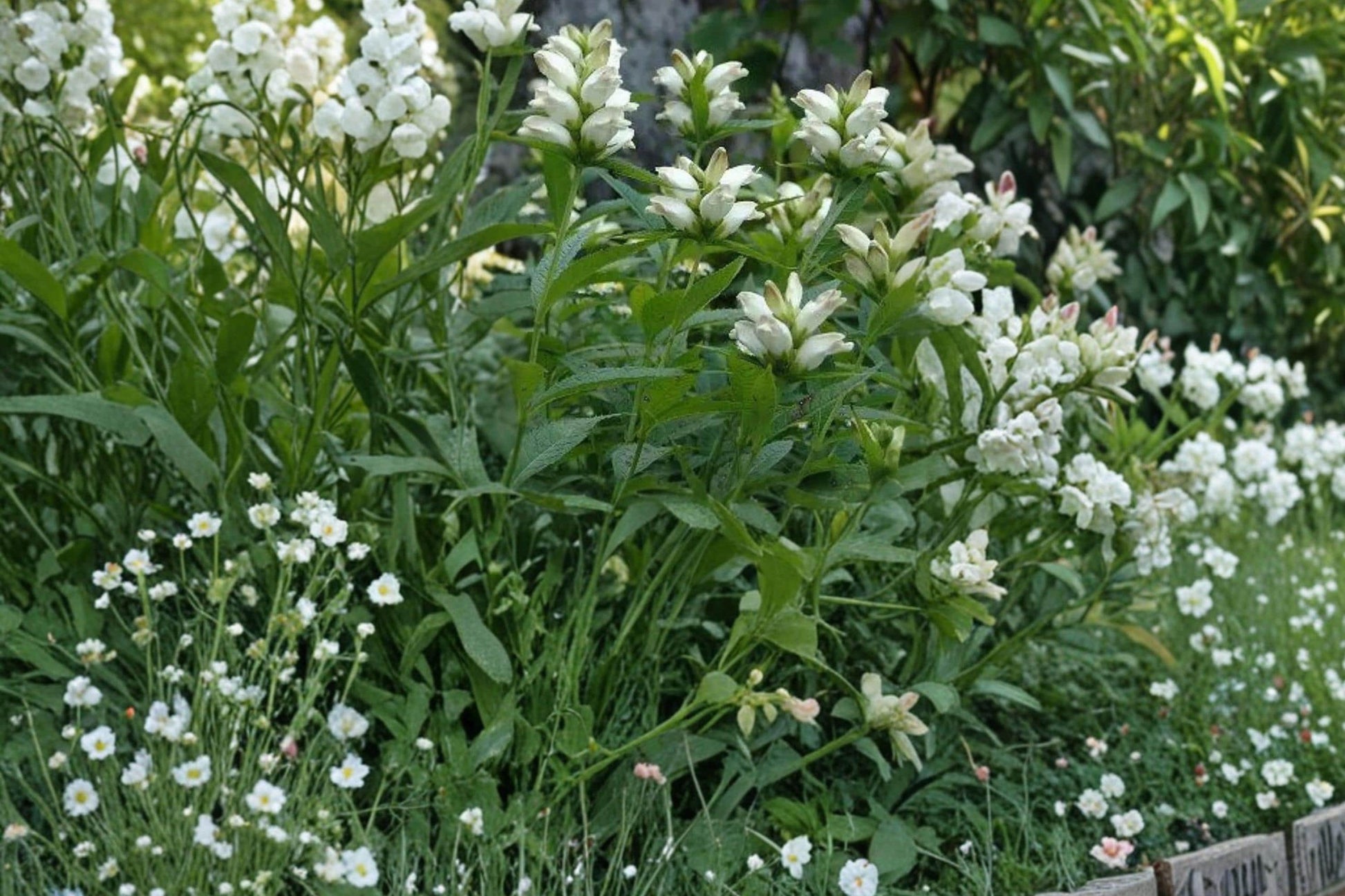 White Turtlehead Seeds – Chelone glabra Herbaceous Perennial for Wetlands & Moist Gardens