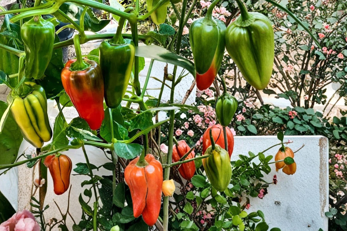 Candy Cane Cherry Pepper Seeds – Capsicum annuum, Variegated Foliage, Striped Red Fruit, Ornamental Edible Plant, Container & Garden Bed