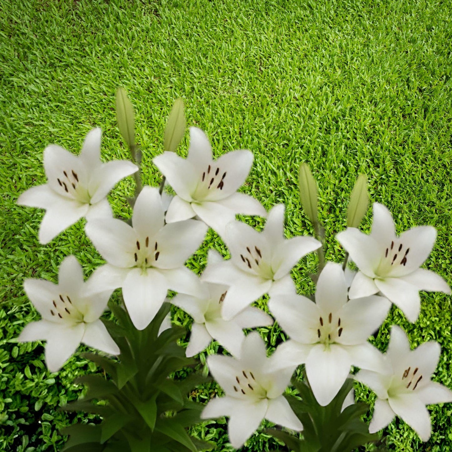 Riverdale White Asiatic Lily Bulbs – 5 Summer Blooming Ornamental Flowers with Ruffled White Petals (Lilium asiaticum)