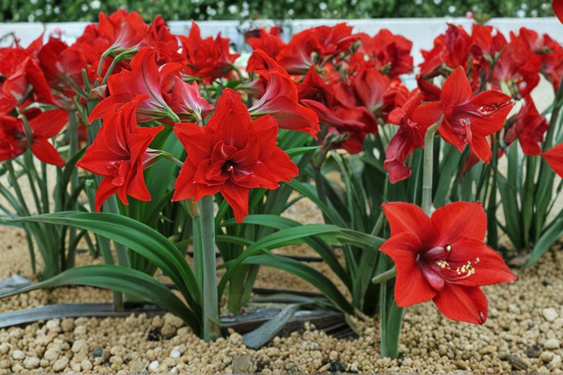 Dwarf Amaryllis Bulbs Hippeastrum spp. Flowering Bulbs for Indoor & Outdoor Gardens, Red Pink White Bi-color
