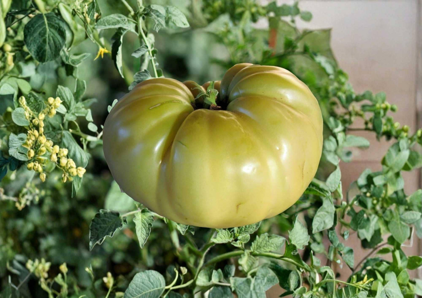 30+ Great White Tomato Seeds - Heirloom Non-GMO Rare Beefsteak, Pale Cream White, Sweet Mild Flavor, Garden Planting