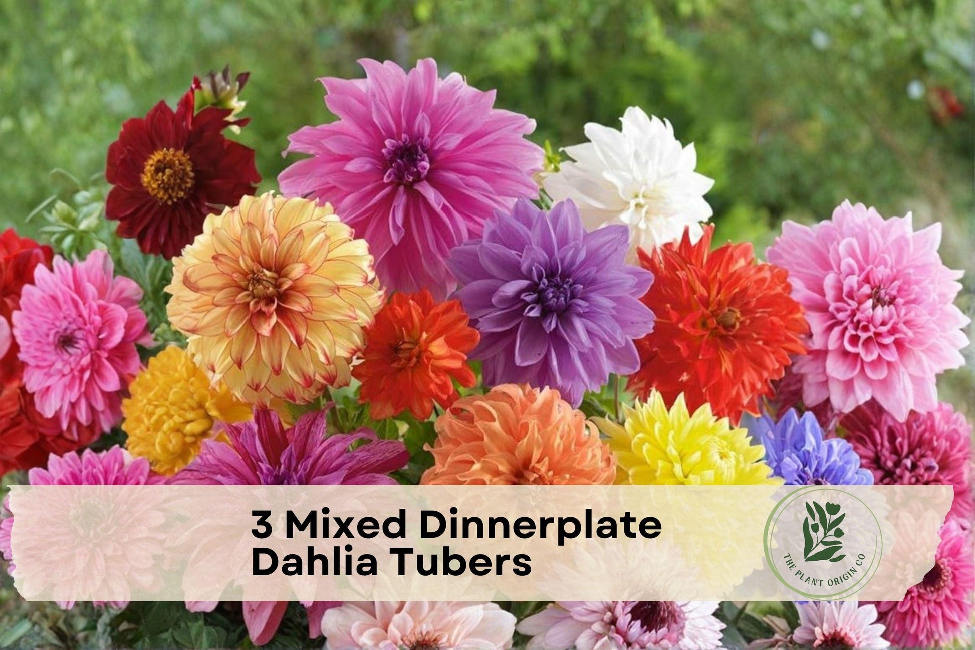 Mixed Dinnerplate Dahlia Tubers - Large Blooming Flowering Tuber, Assorted Colors, Dahlia pinnata hybrids