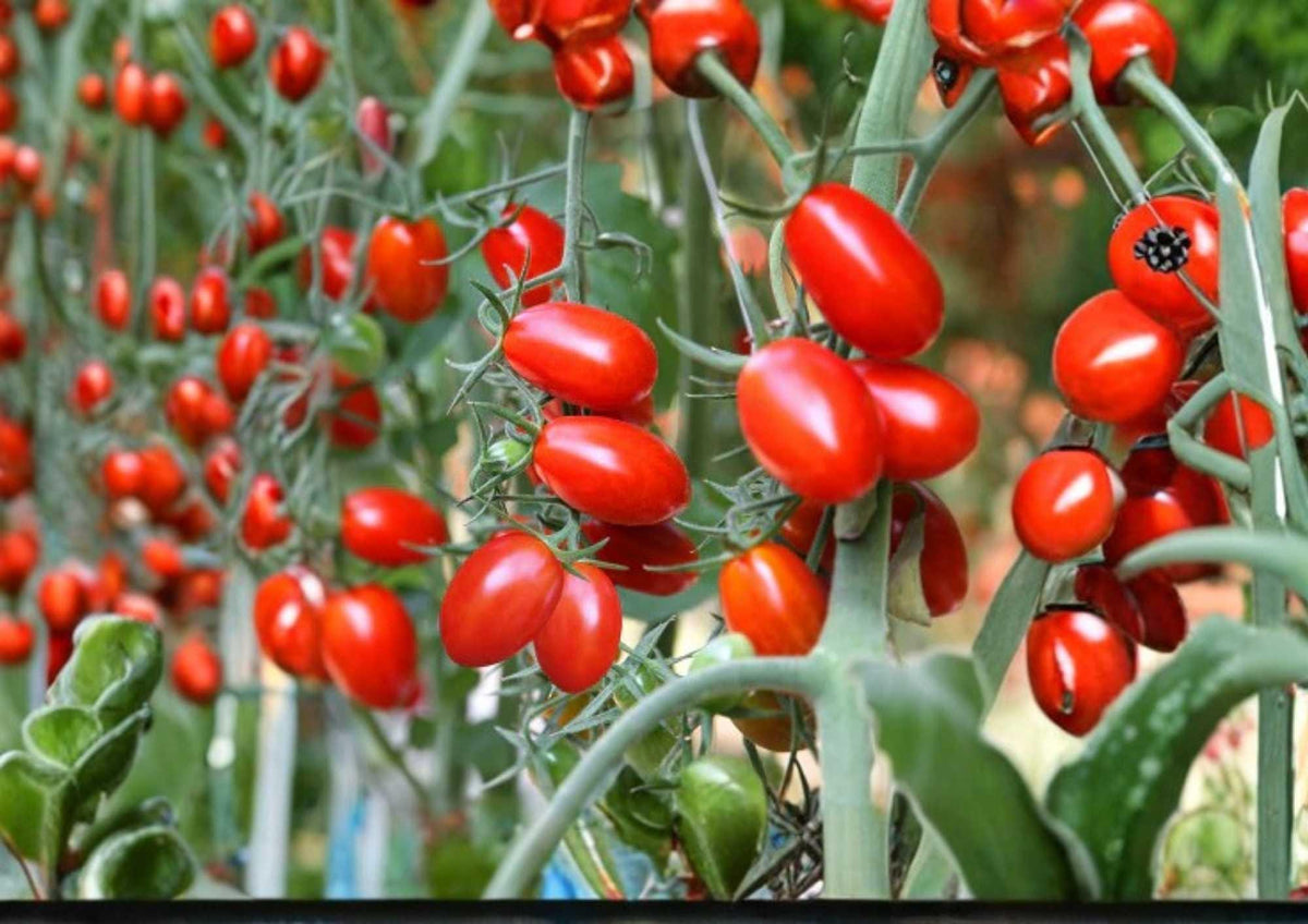 Heirloom Napoli Tomato Seeds – Non-GMO Italian Paste Tomato for Canning, Sauce, and Cooking