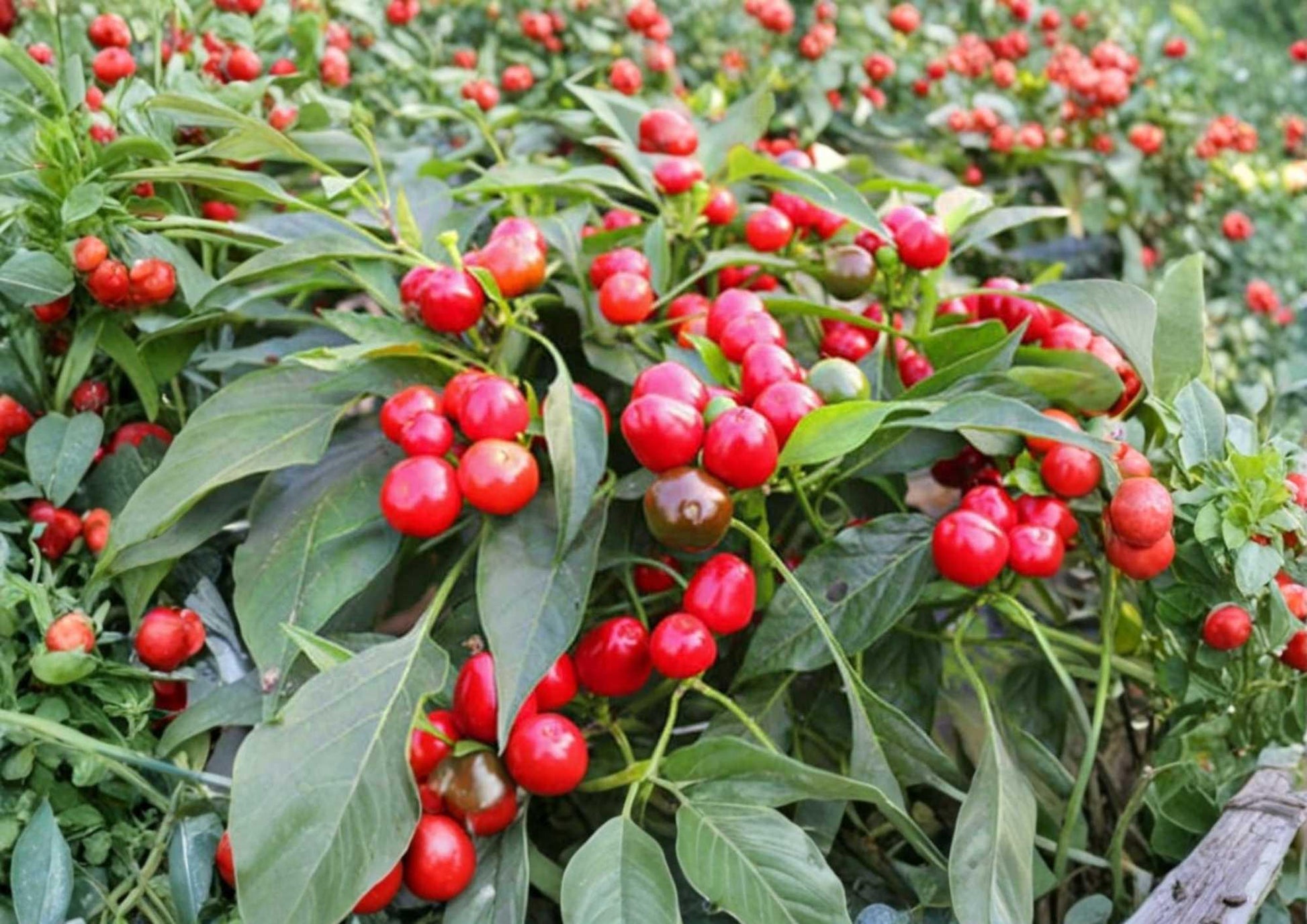 Red Cherry Hot Pepper Seeds – Heirloom Organic Non-GMO Pimenta Cherry Peppers for Garden, Container, and Greenhouse Growing