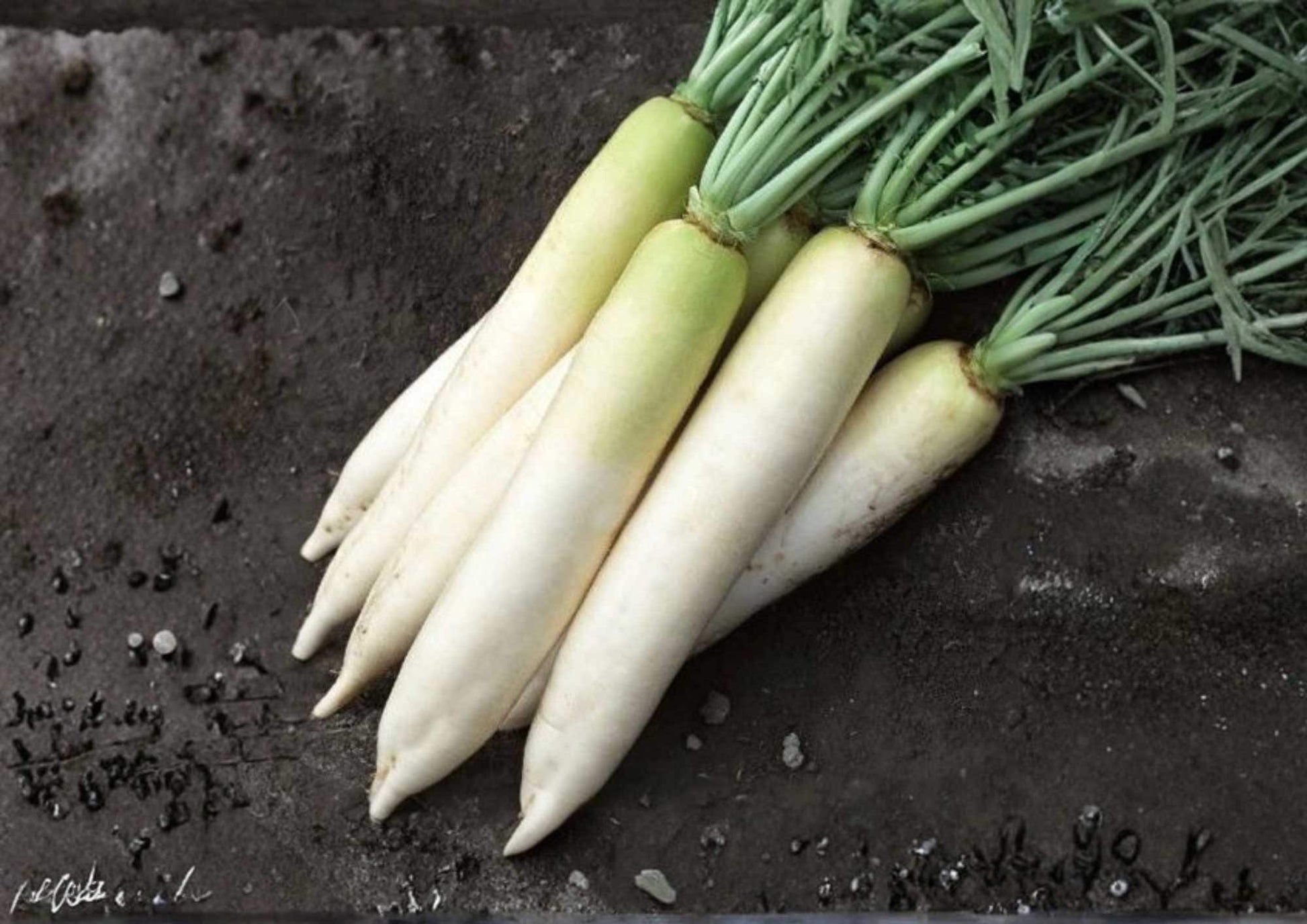 White Icicle Radish Seeds – Heirloom Organic Non-GMO Vegetable Seeds for Garden Planting