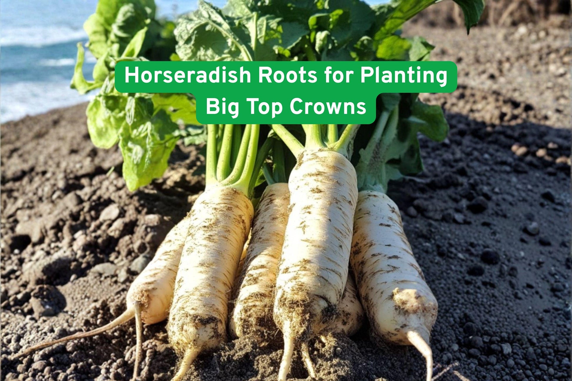 horseradish roots, edible garden plants, perennial vegetable crowns, spicy root crop, organic gardening supplies, homestead root crop, beginner gardening roots, large horseradish roots, fresh food ingredients, DIY food garden, full sun plant, easy grow horseradish, flavorful root vegetable