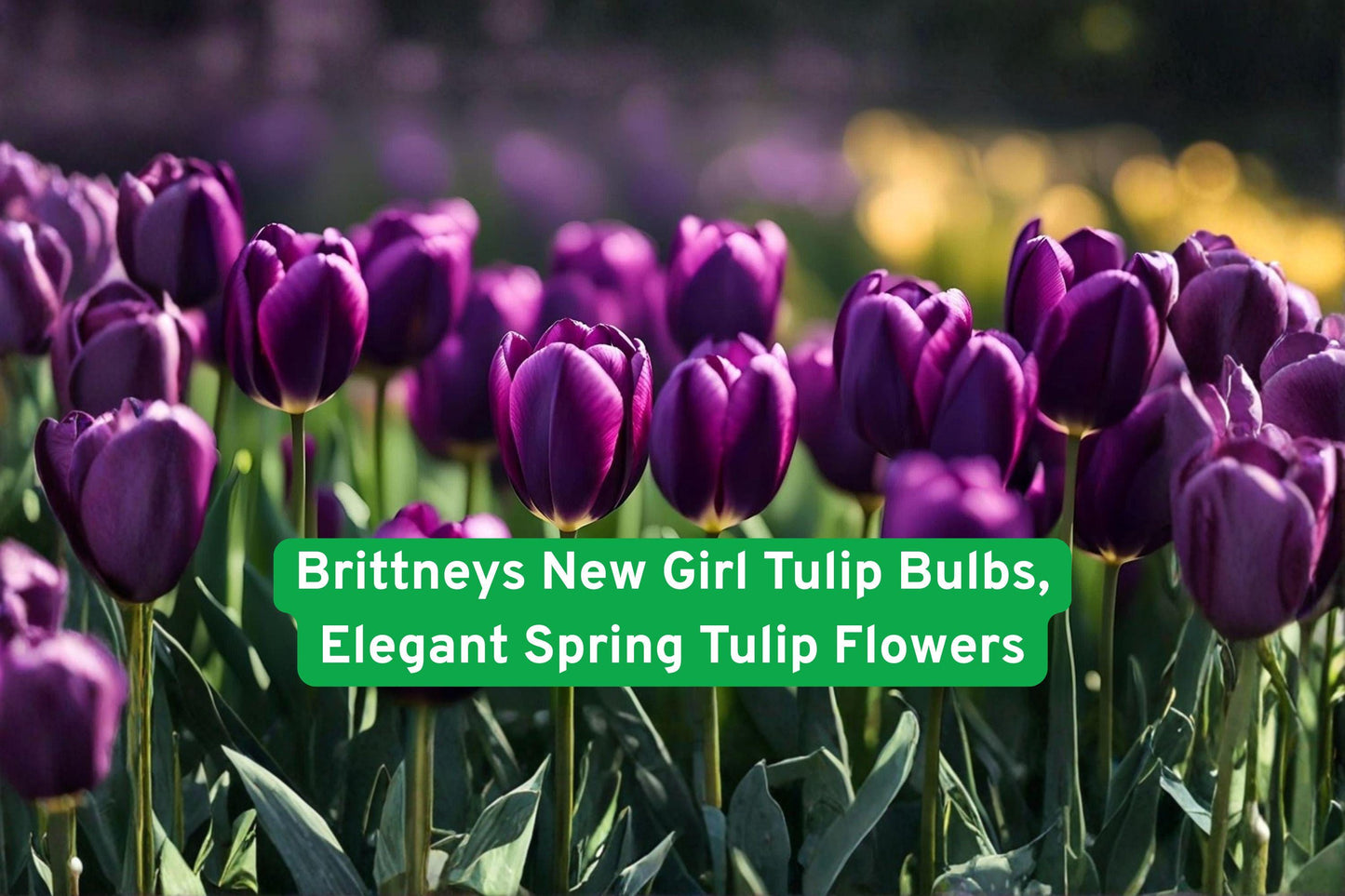 spring tulip bulbs, elegant garden flowers, colorful flower bulbs, outdoor planting bulbs, beginner-friendly tulips, spring bloom flowers, border garden tulips, container garden bulbs, vibrant garden display, seasonal flower bulbs, classic tulip variety, easy grow bulbs, spring landscaping flowers