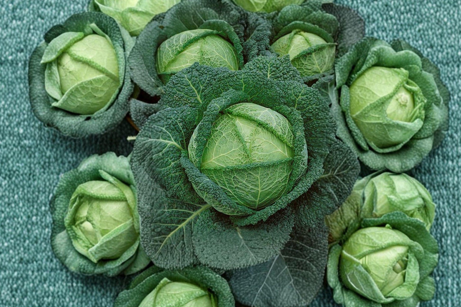 Savoy Perfection Cabbage Seeds – Heirloom, Non-GMO, Crinkled Green Leaves, Sweet Flavor, 500+ Seeds for Garden and Raised Beds