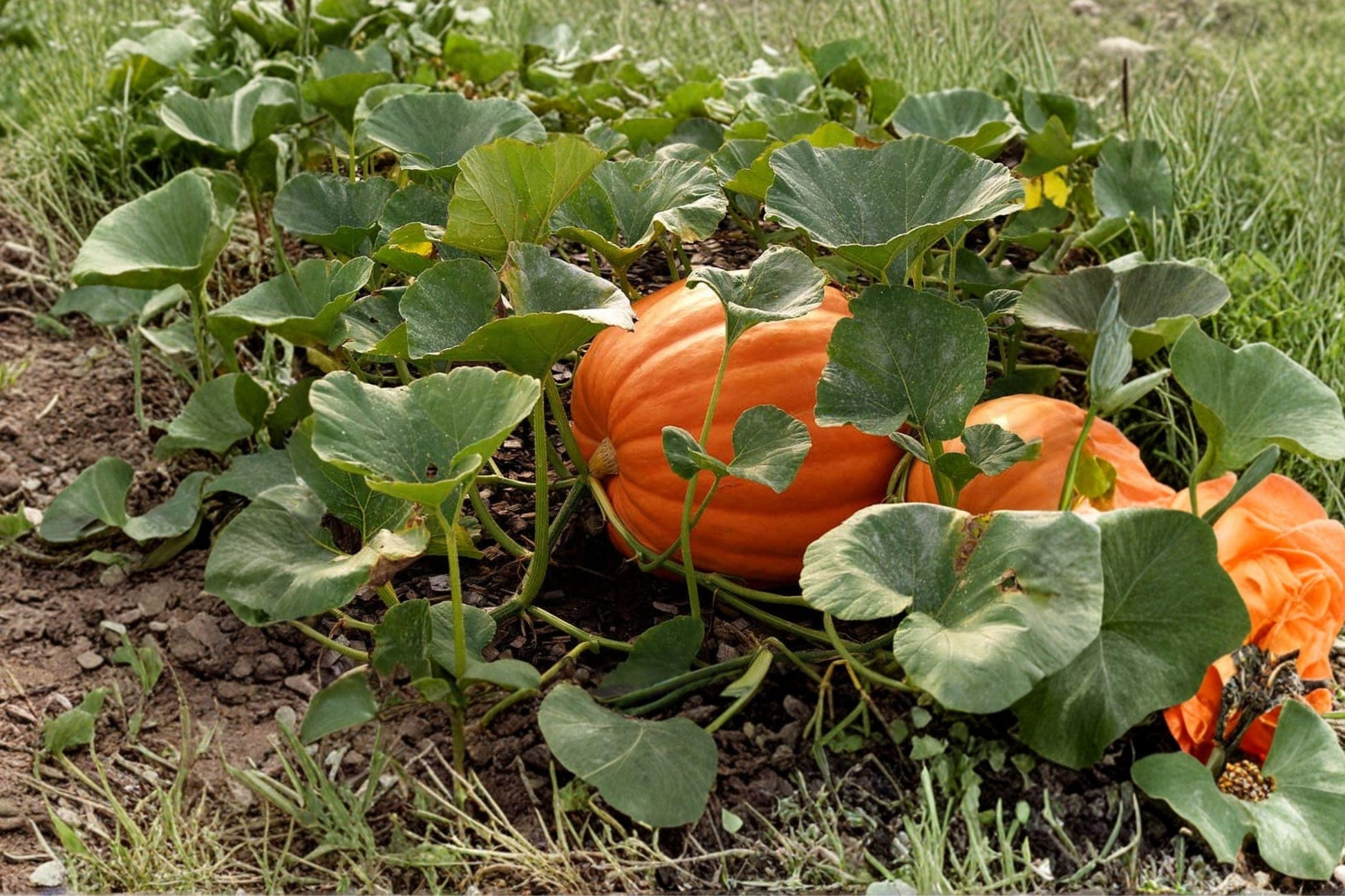 Non-GMO Competition Pumpkin Seeds for Giant Orange Fruit – High Yield Contest Variety, 5 Seeds