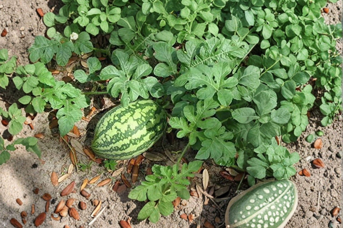 Organic Florida Giant Watermelon Seeds - Heirloom, High Yield, Large Juicy Melons, Non-GMO, 12 Seeds