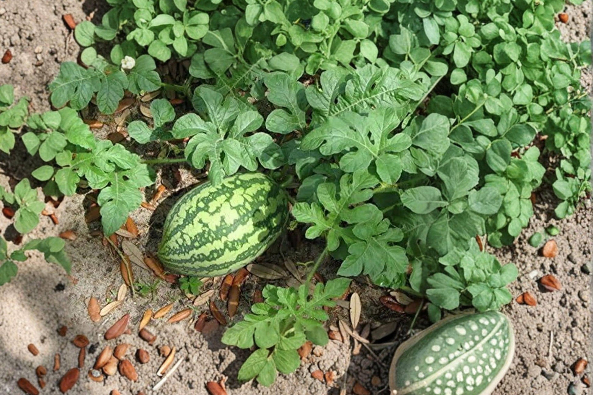 Organic Florida Giant Watermelon Seeds - Heirloom, High Yield, Large Juicy Melons, Non-GMO, 12 Seeds