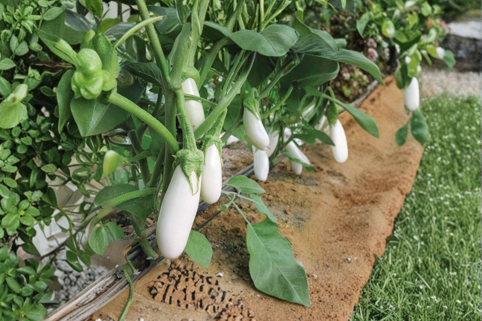 Snowy White Eggplant Seeds – Heirloom Non-GMO, Compact Garden Planting, White Egg-shaped Fruits, Gourmet Cooking, 200+ Seeds