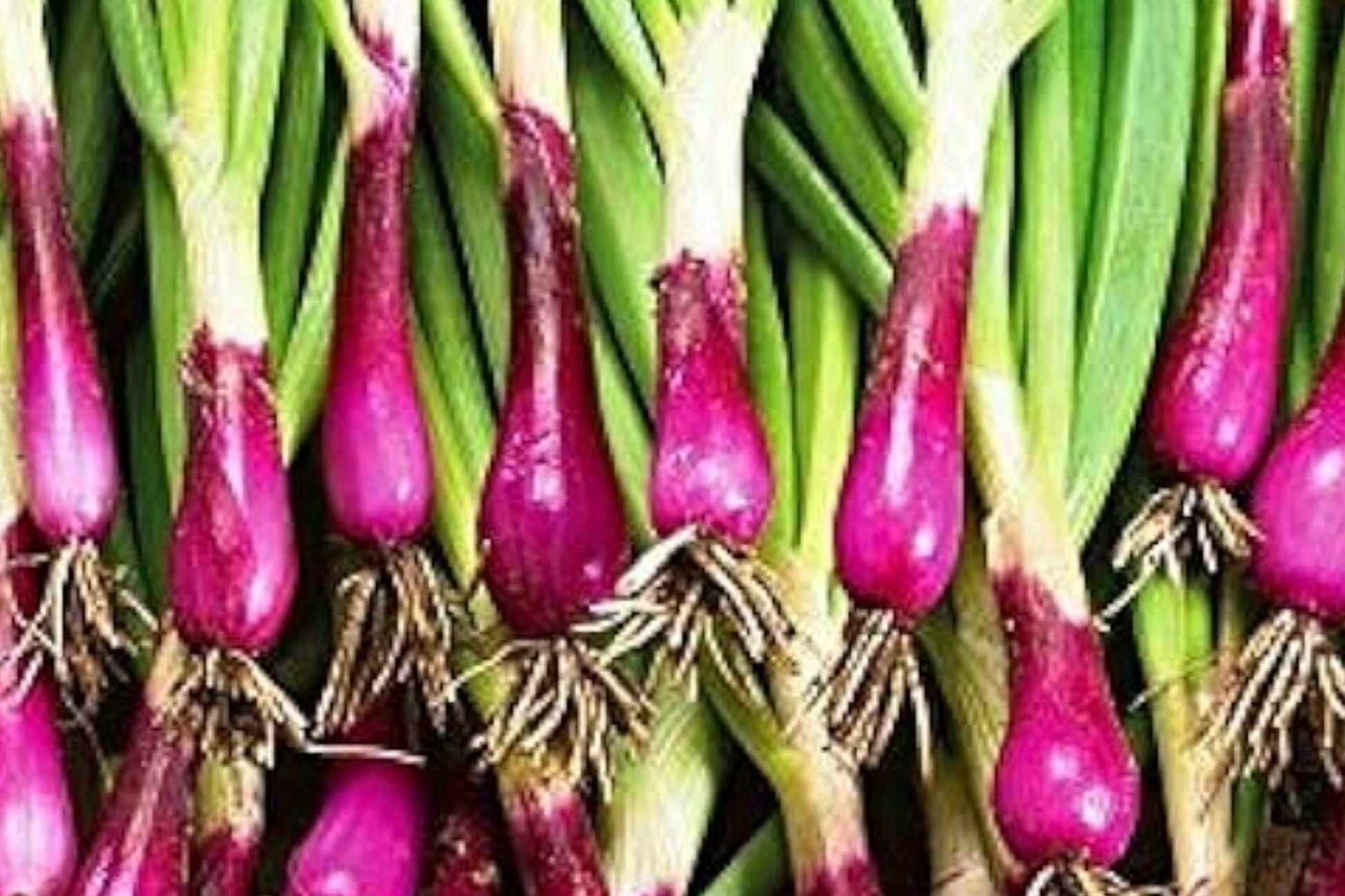 Japanese Red Beard Bunching Onion Seeds - Heirloom Non-GMO Garden Seeds for Clumping, Red Stems, Green Tops