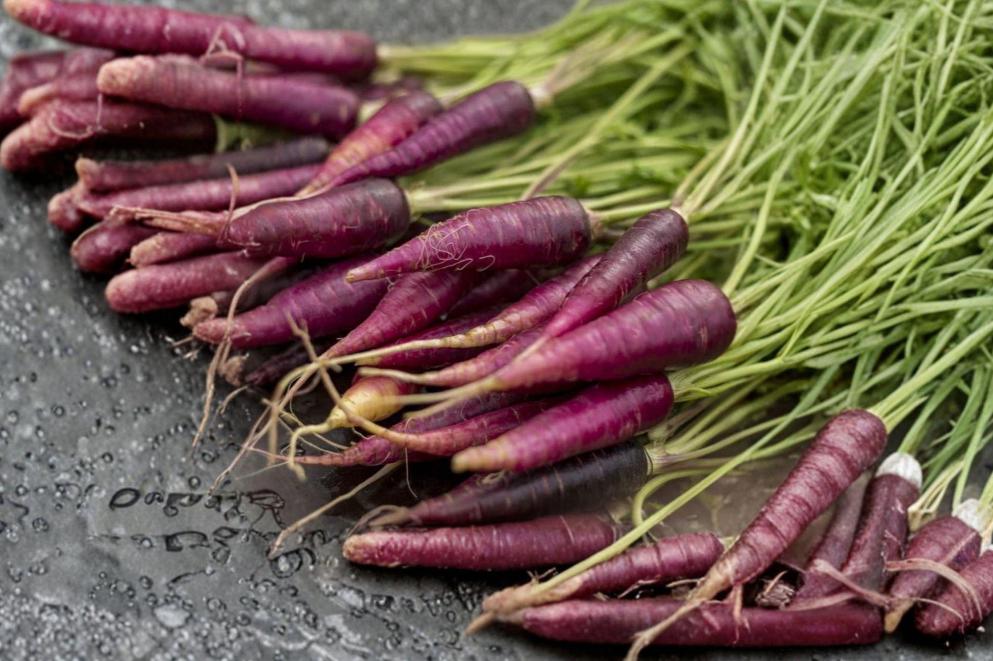 Cosmic Purple Carrot Seeds, Heirloom Non-GMO, Root Vegetable, Deep Purple Exterior, Bright Orange Core, 200+ Seeds