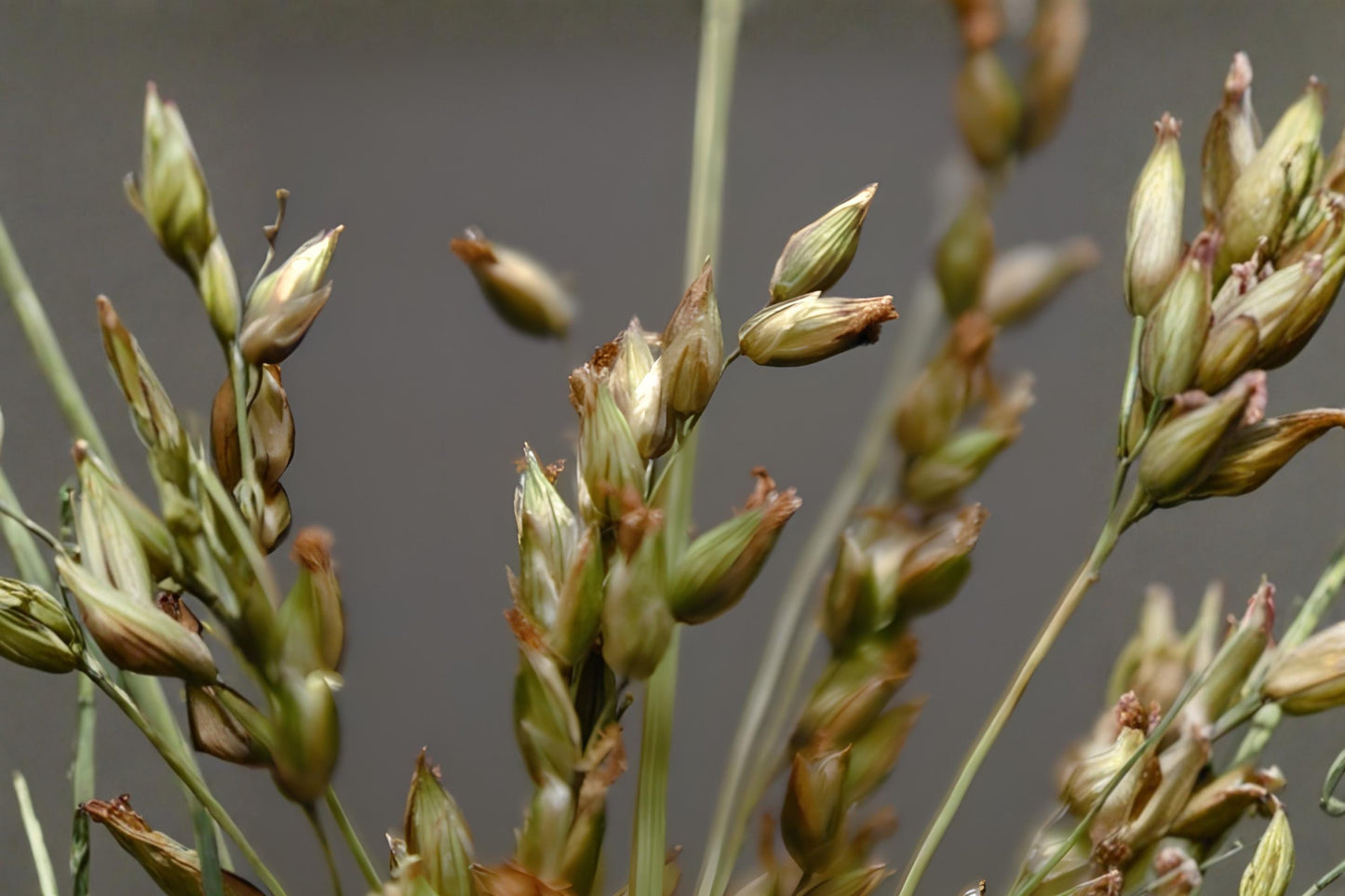 Fowl Bluegrass Seeds 100 Poa palustris Native Wetland Grass for Restoration & Wildlife Habitats