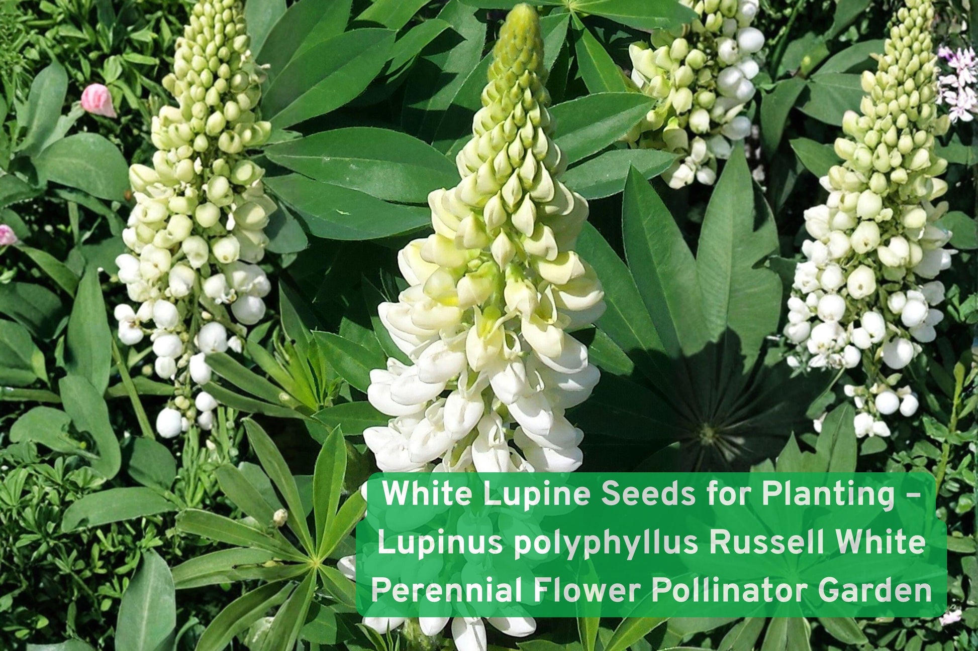 white lupine seeds, perennial flower seeds, pollinator garden seeds, butterfly attractant seeds, cottage garden seeds, nitrogen fixing seeds, tall flower spike seeds, white flower seeds, wildflower meadow seeds, easy grow plant seeds, sunny garden seeds, border plant seeds, eco-friendly garden seeds