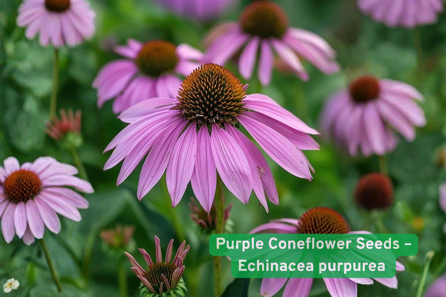 purple coneflower seeds,echinacea purpurea seeds,wildflower pollinator seeds,perennial garden seeds,purple flower seeds,medicinal herb seeds,summer bloom seeds,bee attracting seeds,wildflower meadow seeds,full sun perennial seeds,drought tolerant seeds,pollinator garden seeds,flower border seeds
