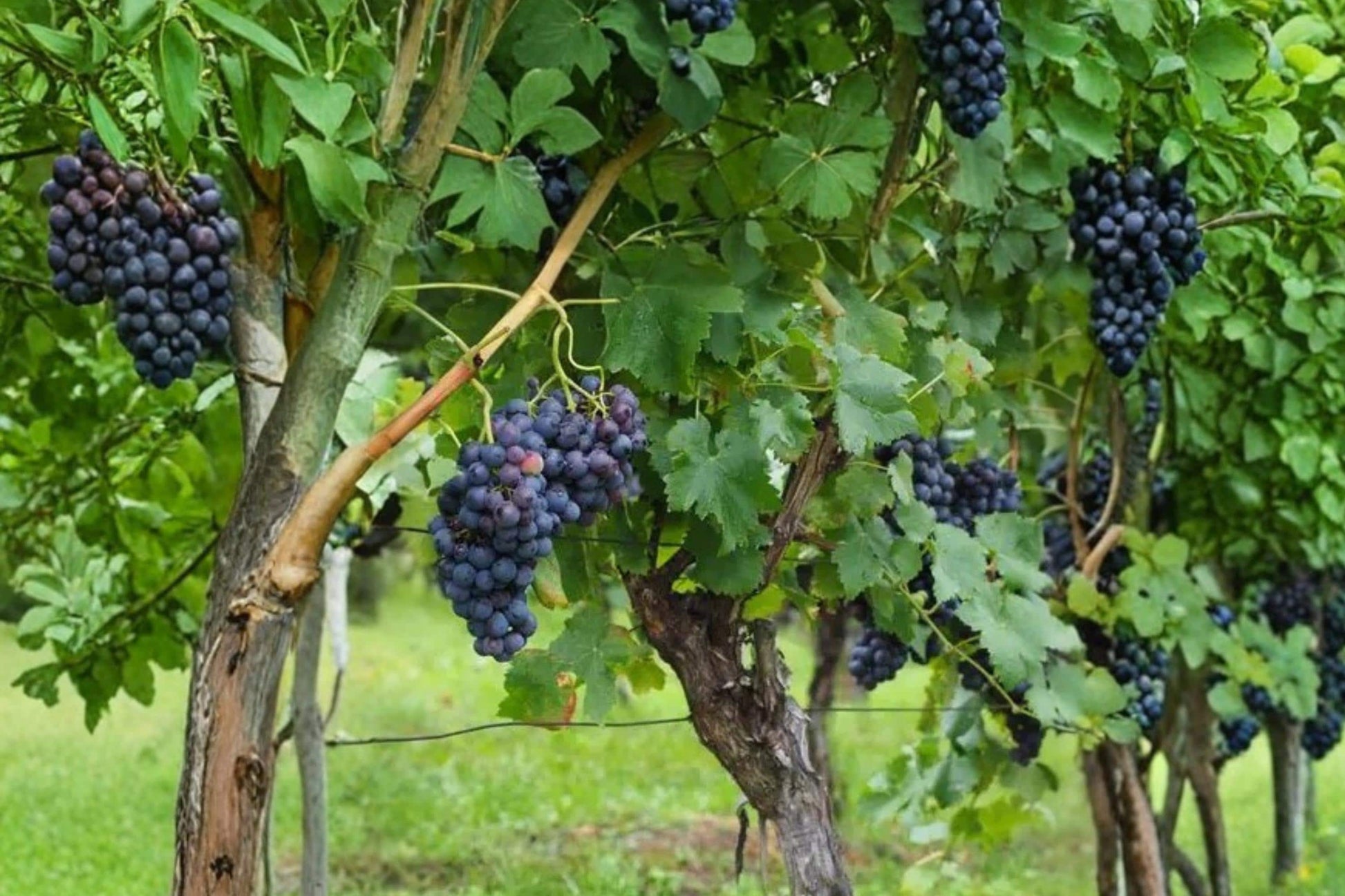 Grape Vine Seeds 50+ Vitis vinifera Climbing Plant for Garden & Bonsai Growth