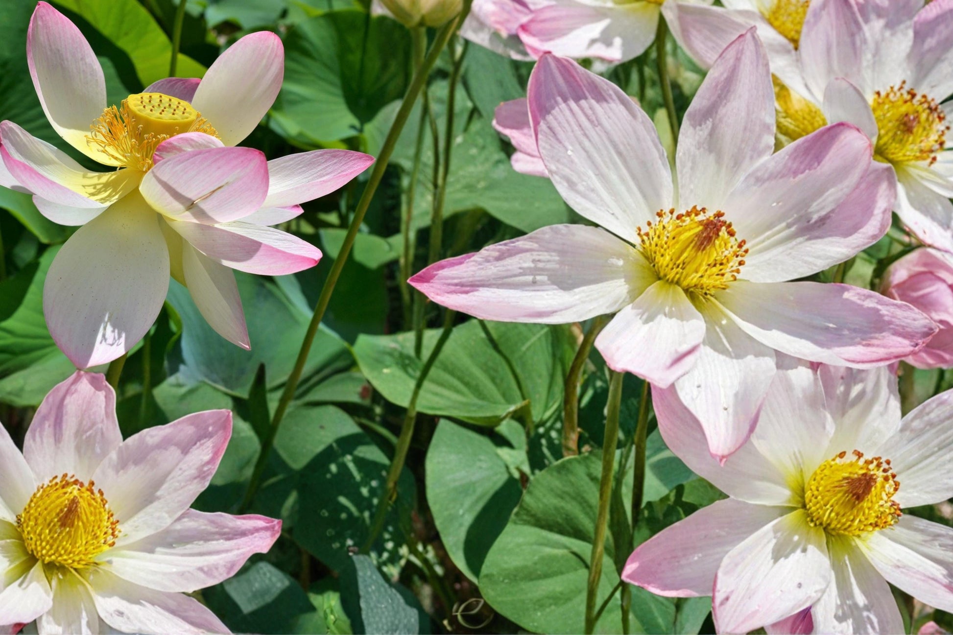 Sacred Lotus Seeds – Nelumbo nucifera Aquatic Plant for Ponds & Water Gardens, Large Showy Flowers, Water Garden Plant
