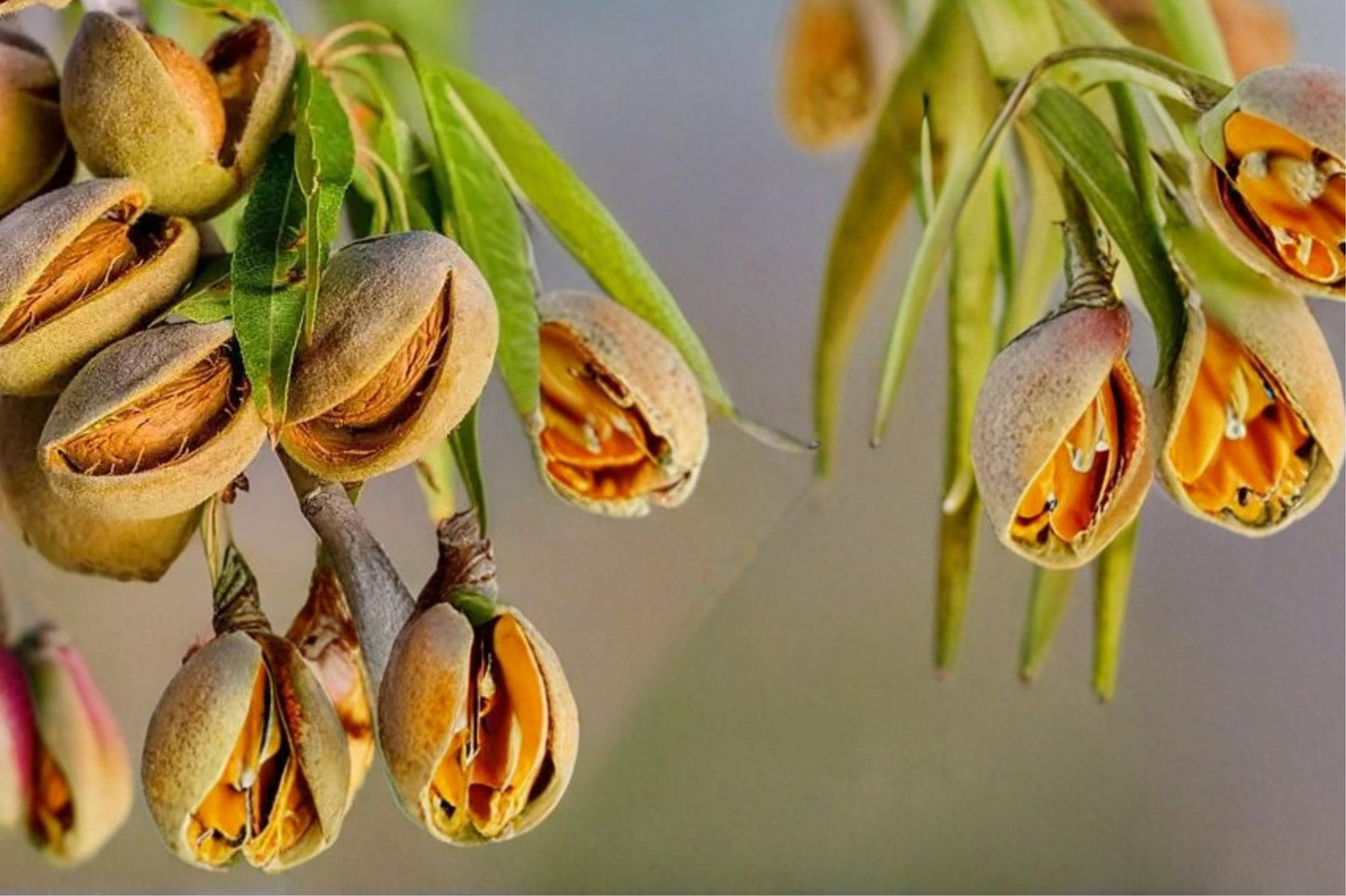 Almond Tree Seeds, Prunus dulcis, Nut Tree, Edible Kernels, Flowering Deciduous Tree, Garden Plant, 20 Seeds