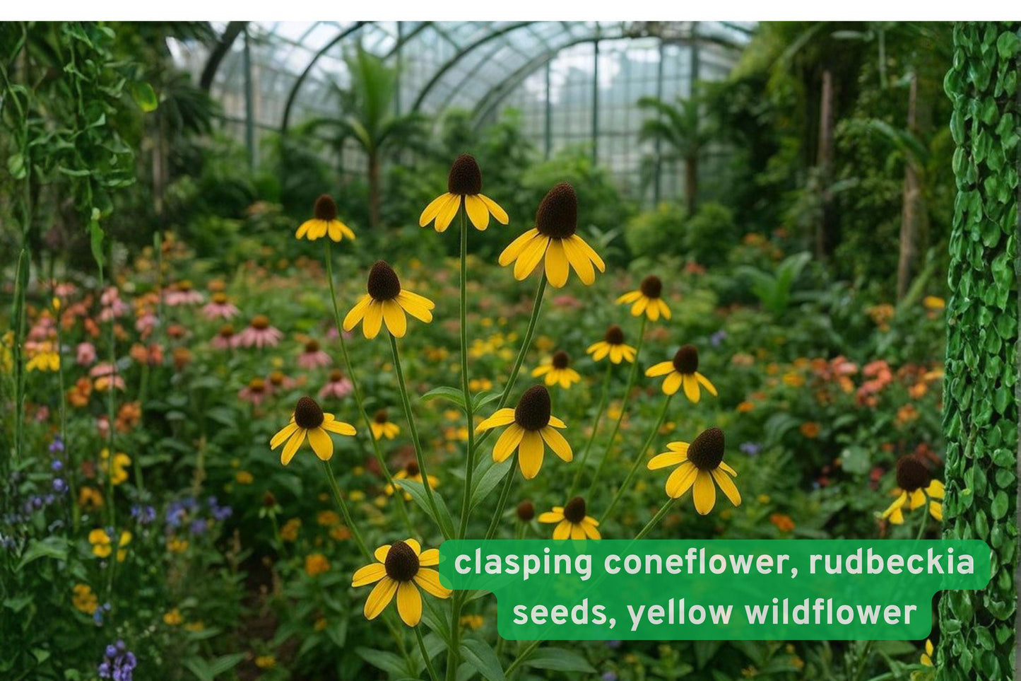 clasping coneflower seeds, Rudbeckia amplexicaulis, native wildflower seeds, yellow flower seeds, pollinator garden seeds, summer bloom seeds, tall perennial seeds, meadow flower seeds, bee butterfly attractor, drought tolerant seeds, native plant seeds, wildflower seed packet, garden border plants