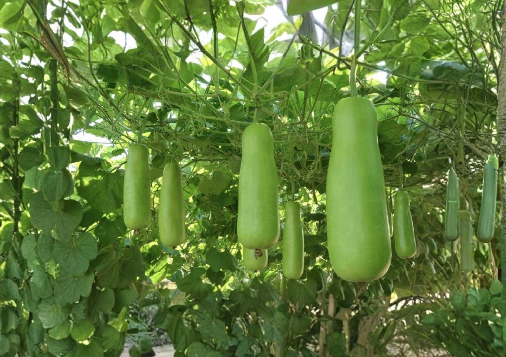 Calabash Bottle Gourd Seeds - Heirloom Long Green Edible Vegetable for Garden Planting, Chinese Lauki Opo Squash, Vine Crop