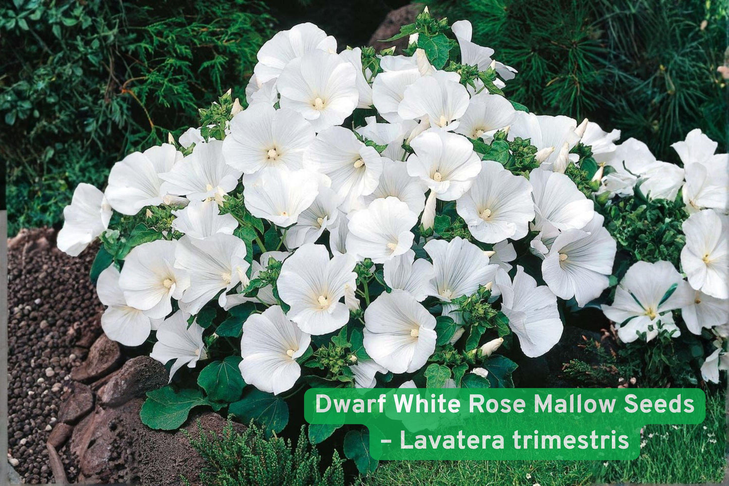 dwarf white rose mallow,lavatera trimestris seeds,white flowering annual,cottage garden flowers,pollinator attracting plant,summer bloom seeds,container garden flowers,easy grow flower seeds,white hibiscus-like blooms,border plant seeds,flowering seed packets,airy white garden plant