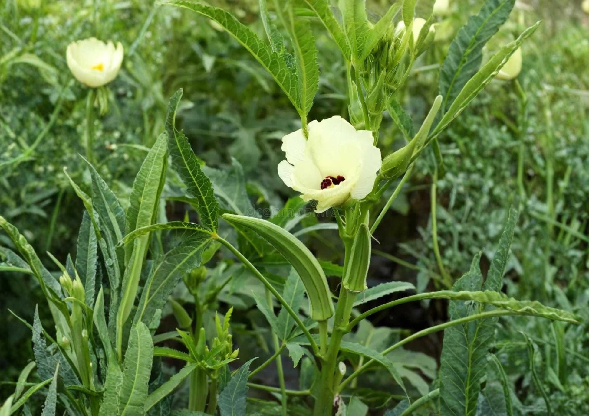 Rainbow Fiesta Okra Seeds - Heirloom Organic Non-GMO Vegetable Seeds for Colorful Pods, High Yield, Garden Planting