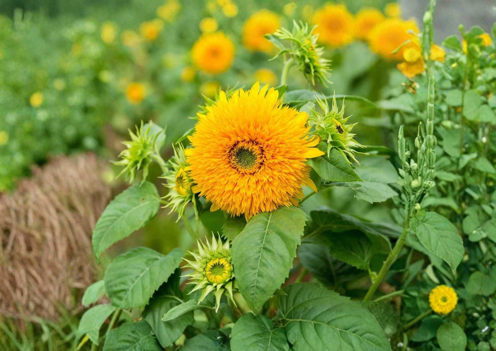 Giant Teddy Bear Sunflower Seeds | Heirloom Non-GMO Large Fluffy Double Yellow Blooms | Helianthus annuus