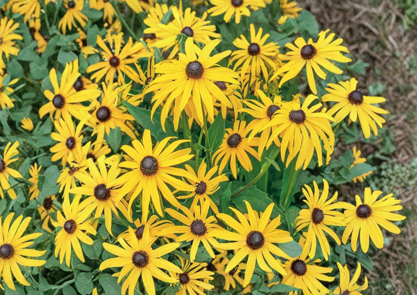Maximilian Sunflower Seeds Perennial Heirloom Non-GMO Flower Seeds for Garden Planting, Tall Yellow Blooms, Pollinator-Friendly