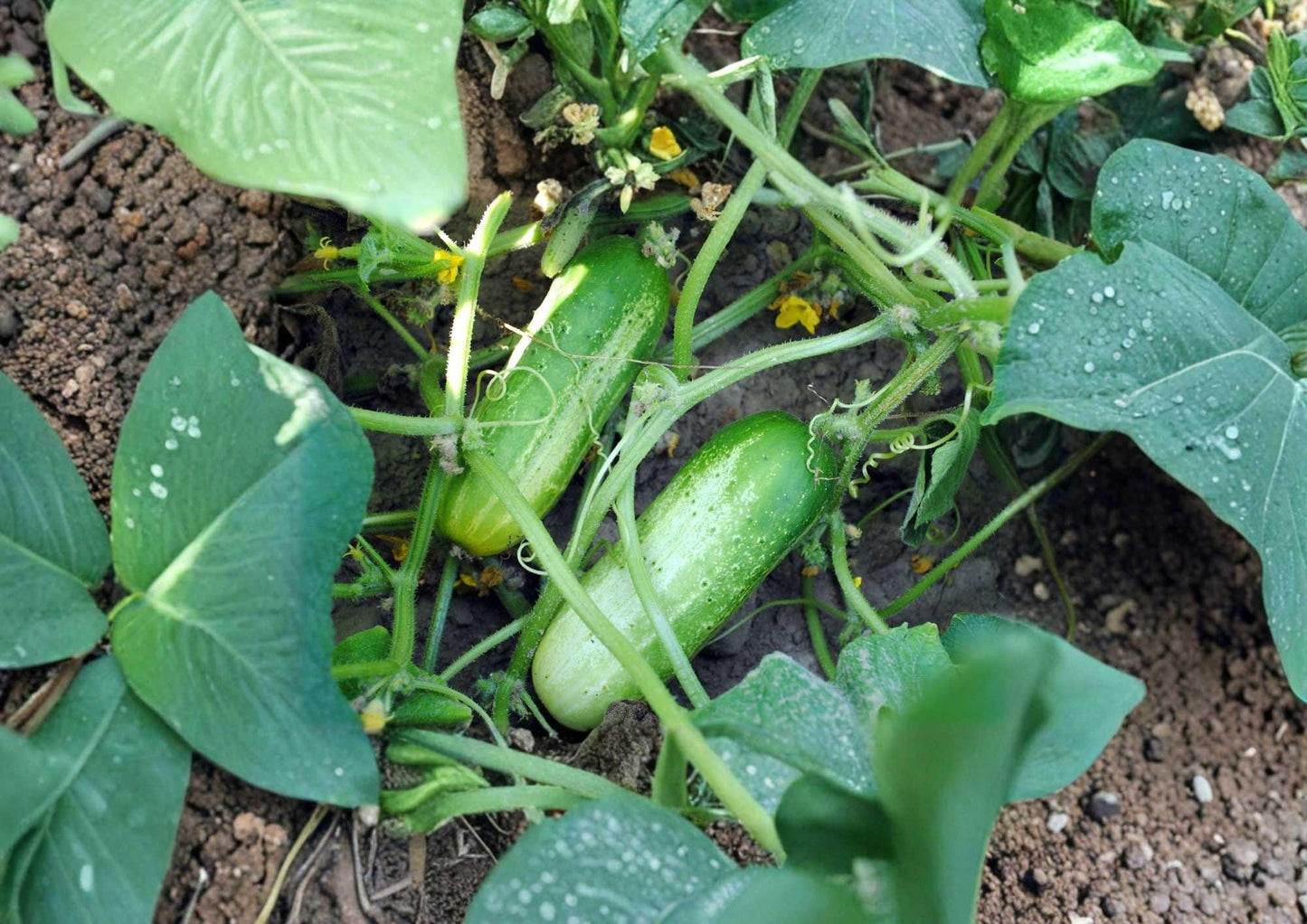 100+ Beit Alpha Cucumber Seeds, Heirloom Organic Non-GMO, Persian Lebanese, Crisp, Seedless Style, Vegetable Seeds for Garden Planting