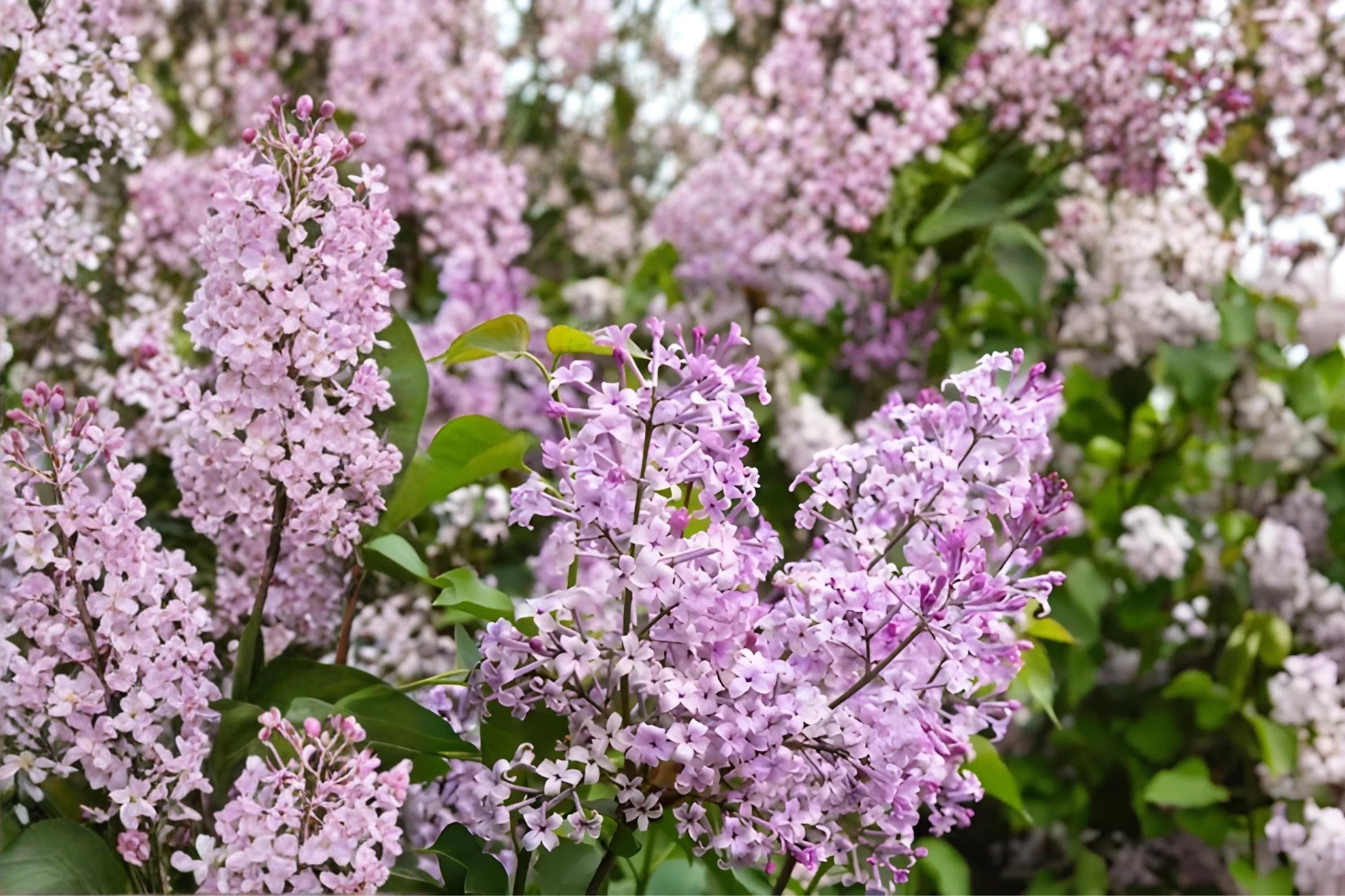 Early Lilac Seeds – Fragrant Purple to Pink Clusters, Syringa oblata, Early Blooming, Hardy Garden Flower Seeds
