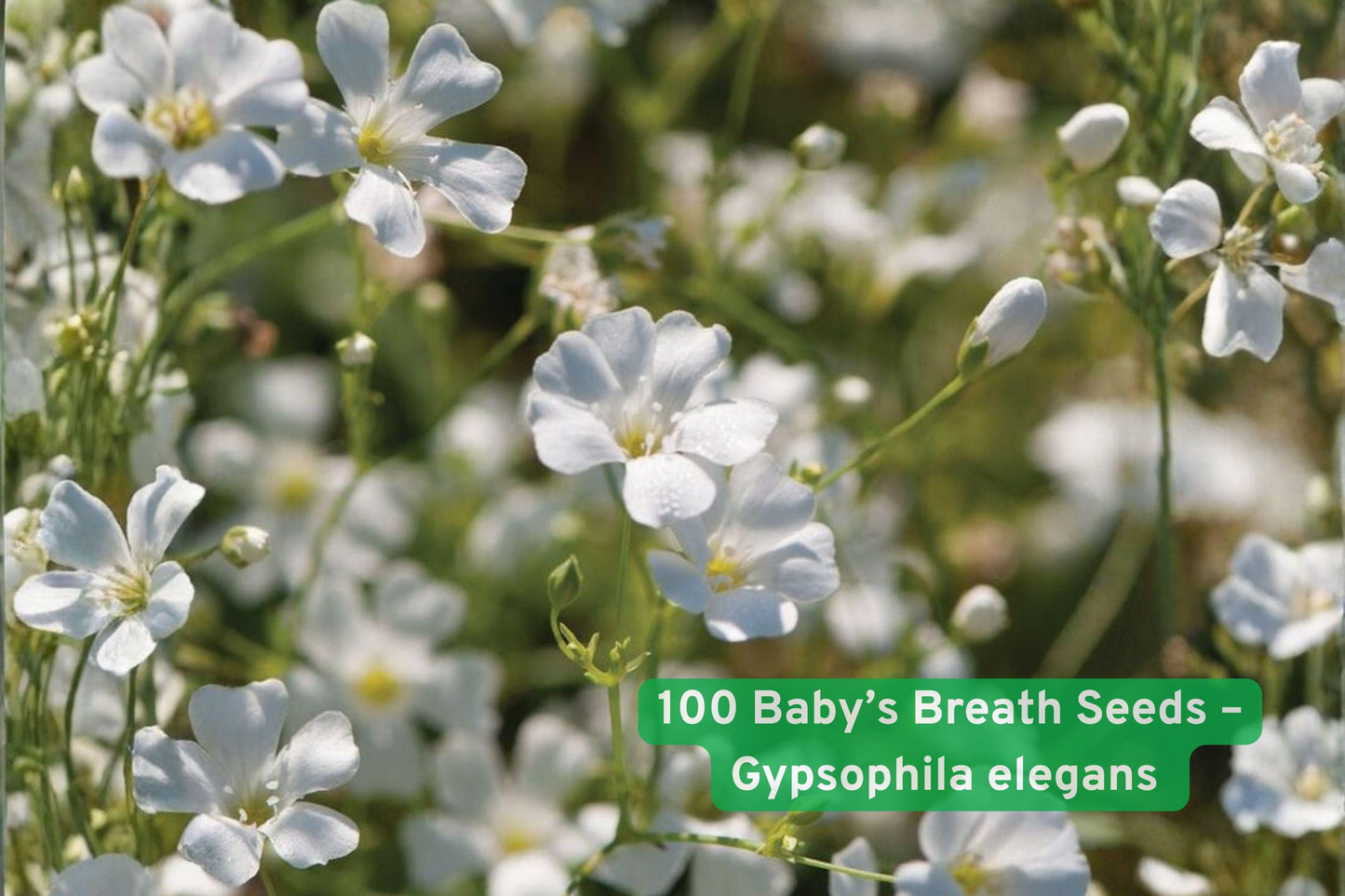baby’s breath seeds, gypsophila seeds, wedding flower seeds, white annual flower, bouquet filler seeds, cottage garden seeds, cut flower seeds, airy bloom seeds, fast-growing flower, garden border seeds, floral arrangement seeds, easy grow seeds, romantic garden plant