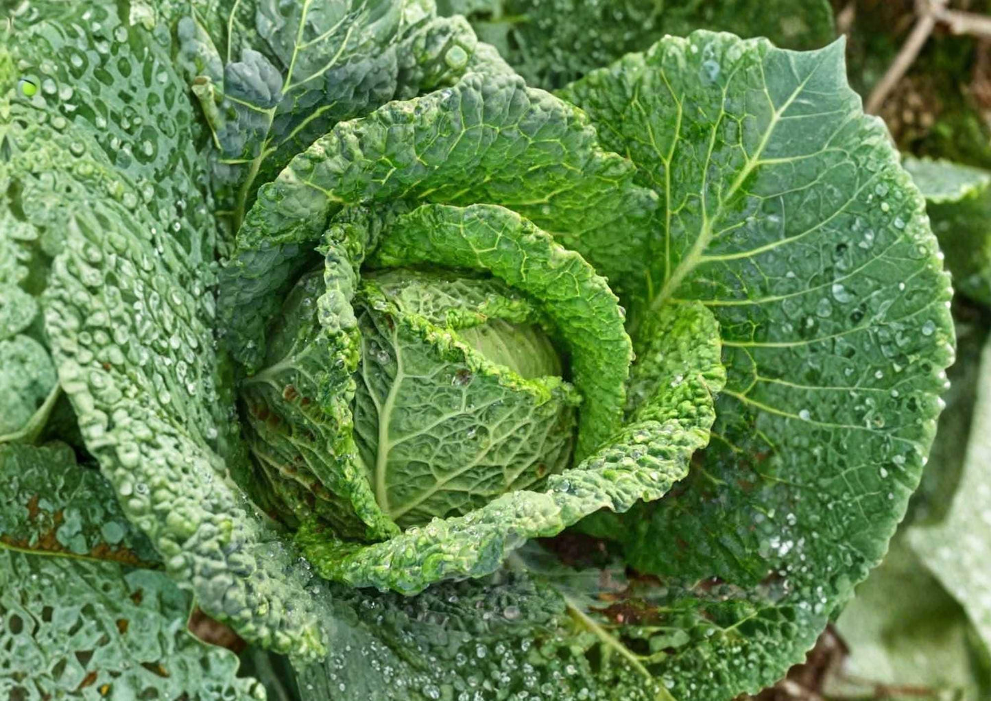 Heirloom Savoy Perfection Cabbage Seeds – Non-GMO, Cold Hardy, Crinkled Green Heads for Garden Planting