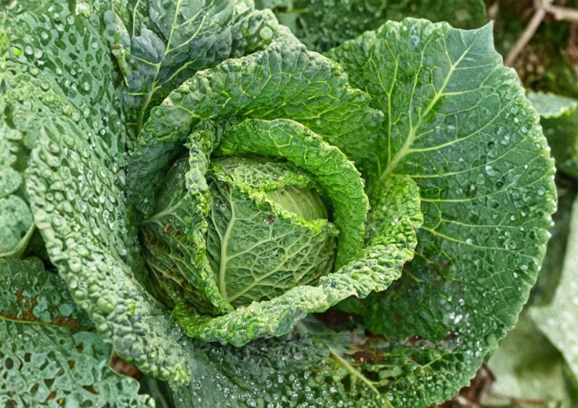 Heirloom Savoy Perfection Cabbage Seeds – Non-GMO, Cold Hardy, Crinkled Green Heads for Garden Planting