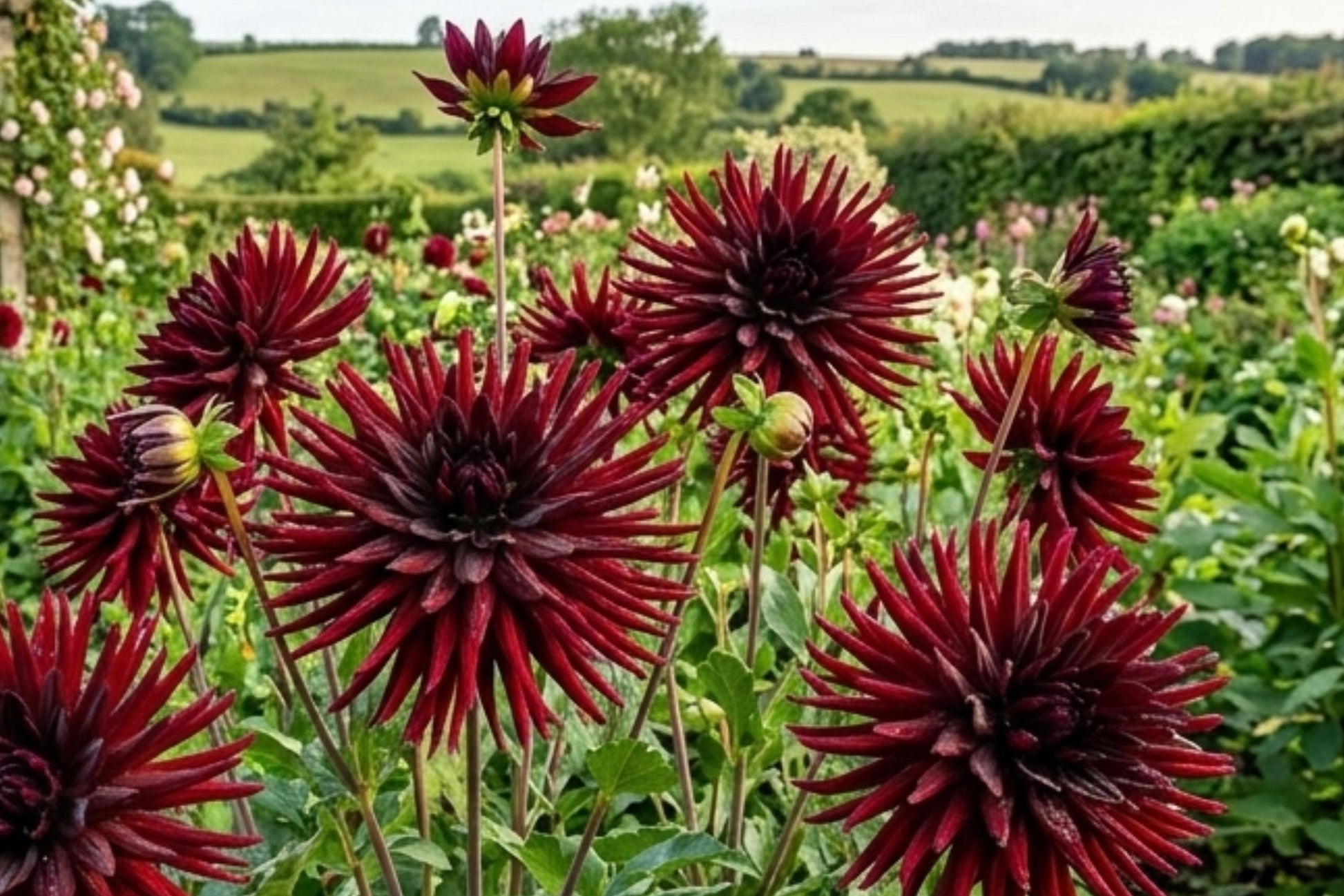 Cactus Dahlia Bulb Clump – Black Narcissus Deep Red Flower Tuber for Garden Beds & Containers