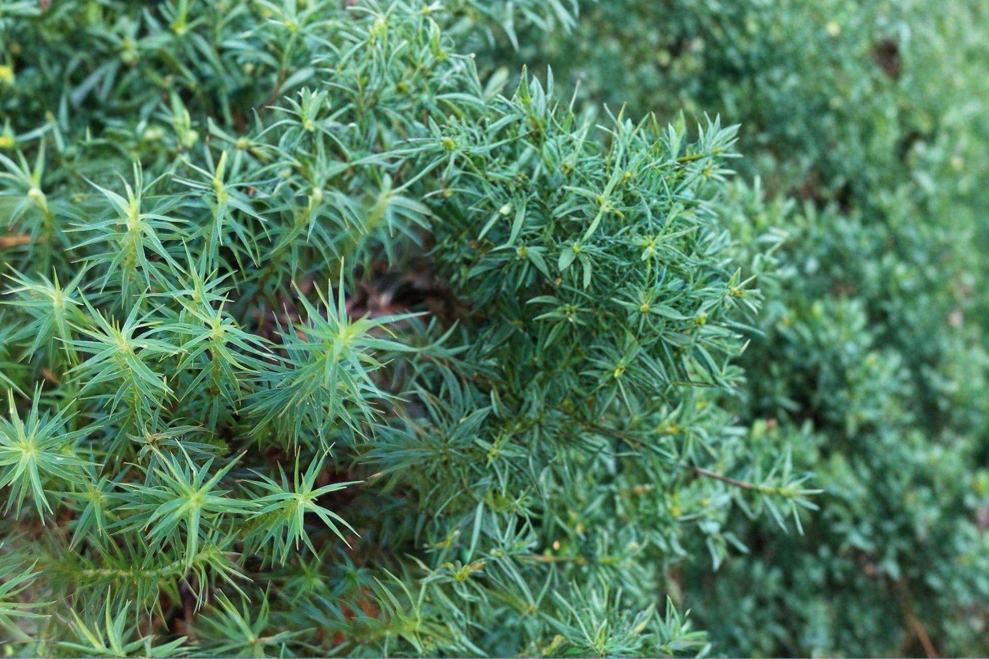 Juniper Haircap Moss 1 Gallon Bag – Polytrichum commune Live Moss for Terrariums, Shade Gardens & Ground Cover