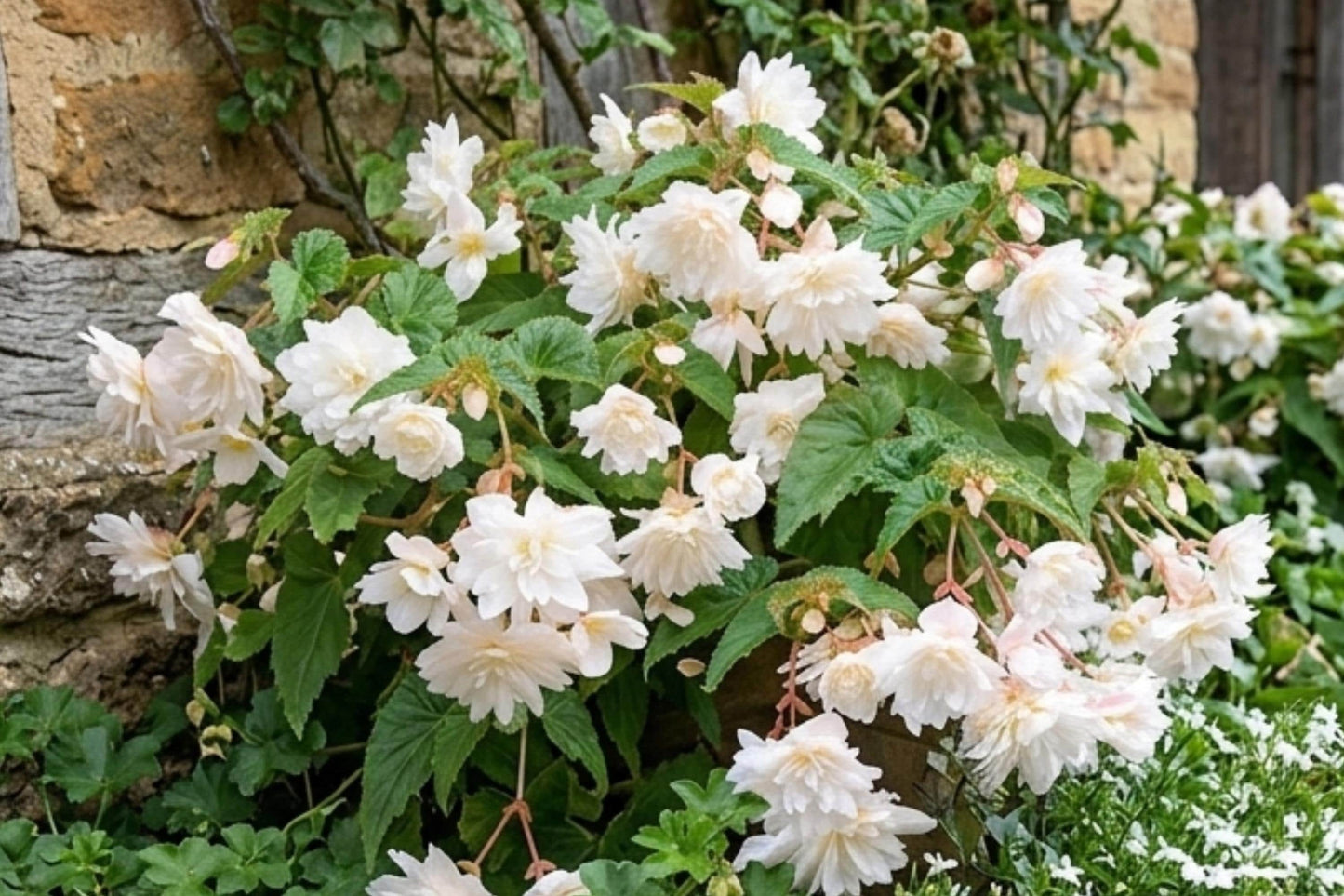 White Double Hanging Basket Begonia Bulbs – Cascading Flowering Plant for Gardens and Containers – Begonia x tuberhybrida