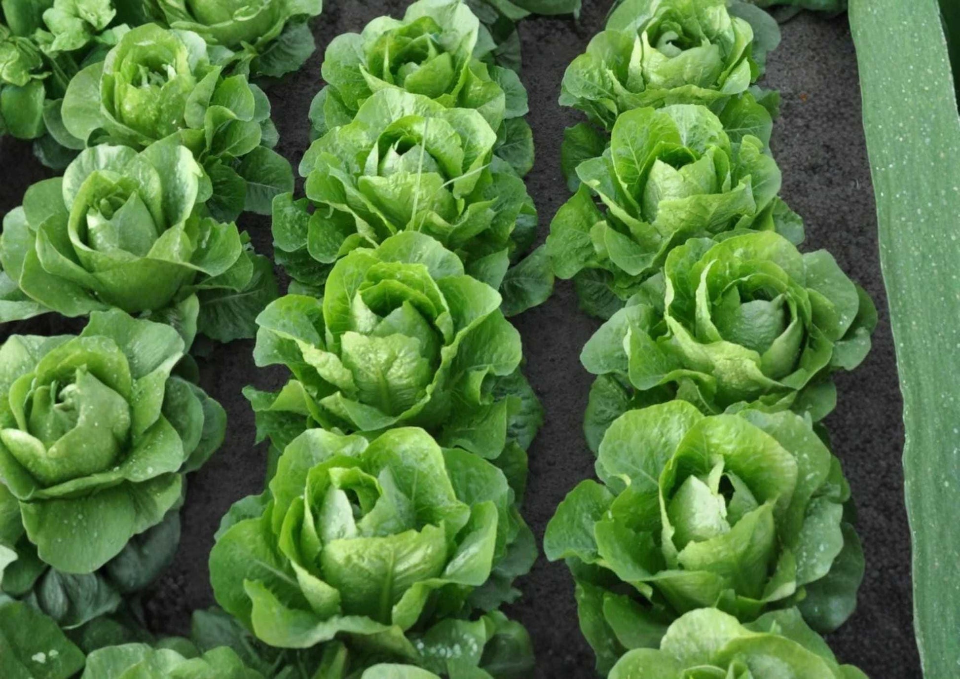 Giant Caesar Romaine Lettuce Seeds – Heirloom, Tall, Crunchy Salad Greens, High Yield Vegetable Seeds for Garden Planting