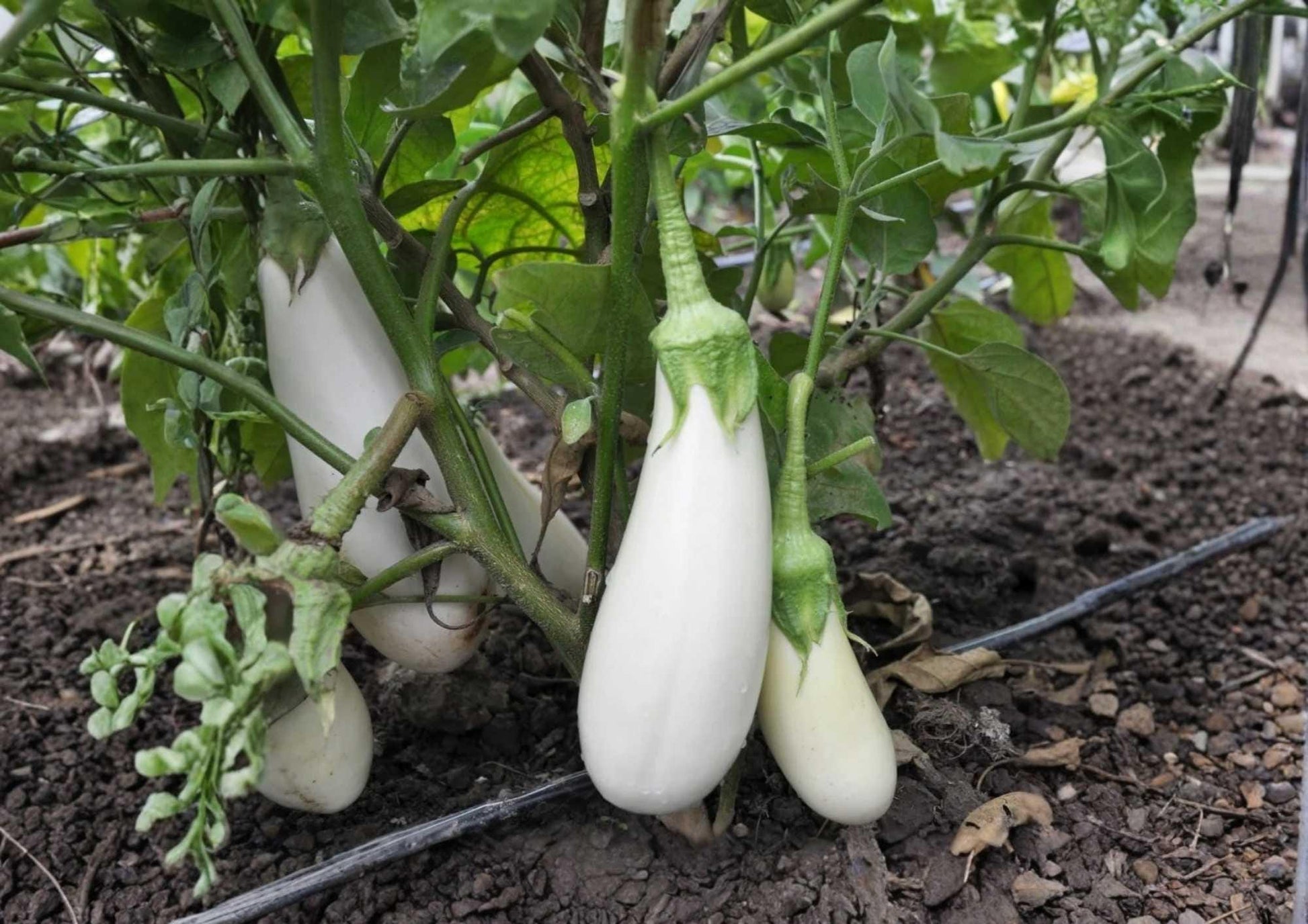 Snowy White Eggplant Seeds - Heirloom, Non-GMO, Small Oval White Fruits, Gourmet Vegetable Seeds for Garden and Container Planting