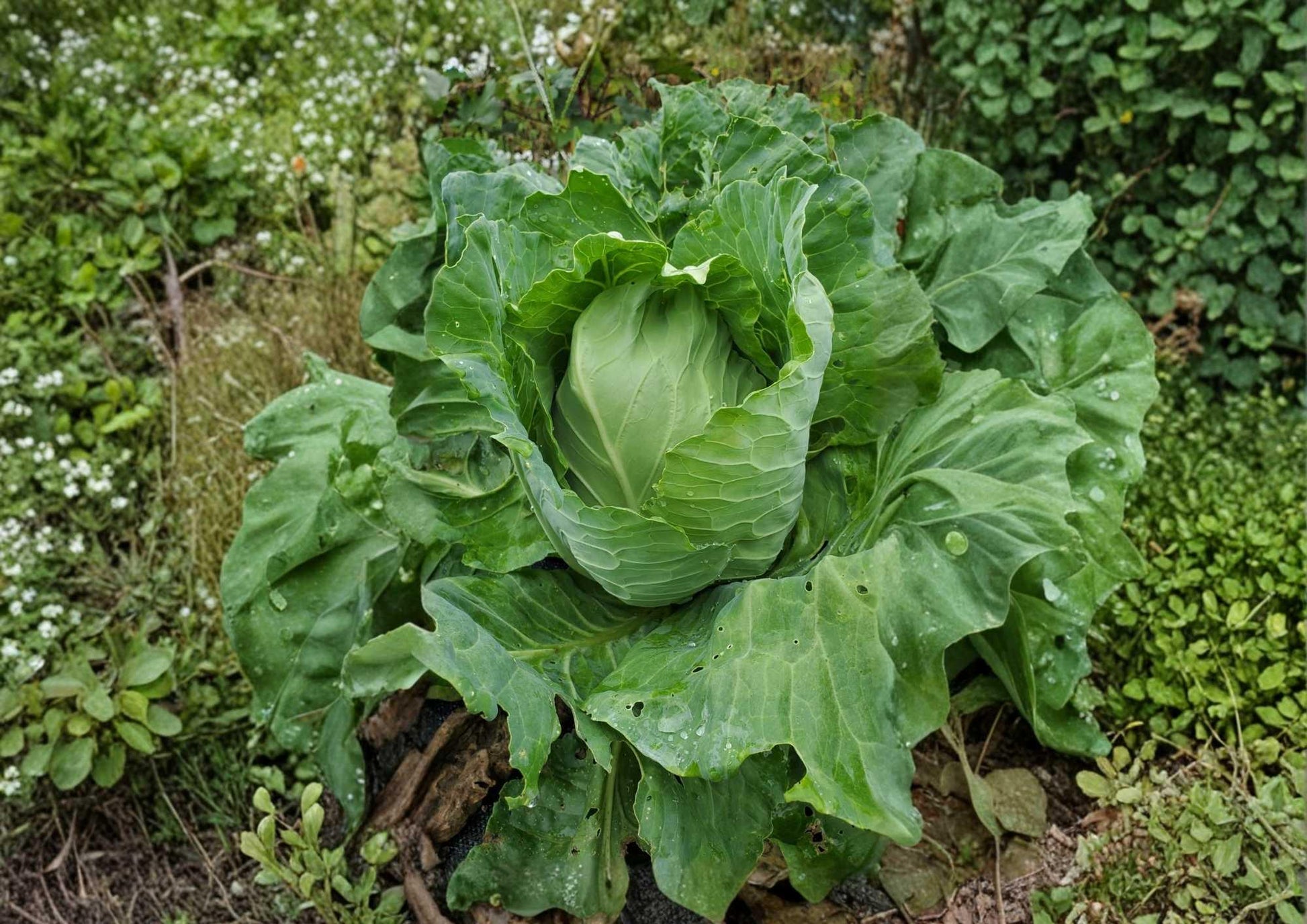 200+ Georgia Southern Collard Seeds – Heirloom Vegetable Seeds for Garden, Large Tender Green Leaves, Brassica oleracea