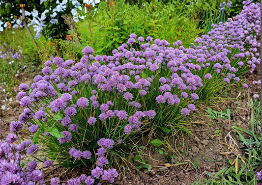 Chives Seeds, Perennial Herb, Green Onion, Allium schoenoprasum, Culinary Herb for Garden & Kitchen