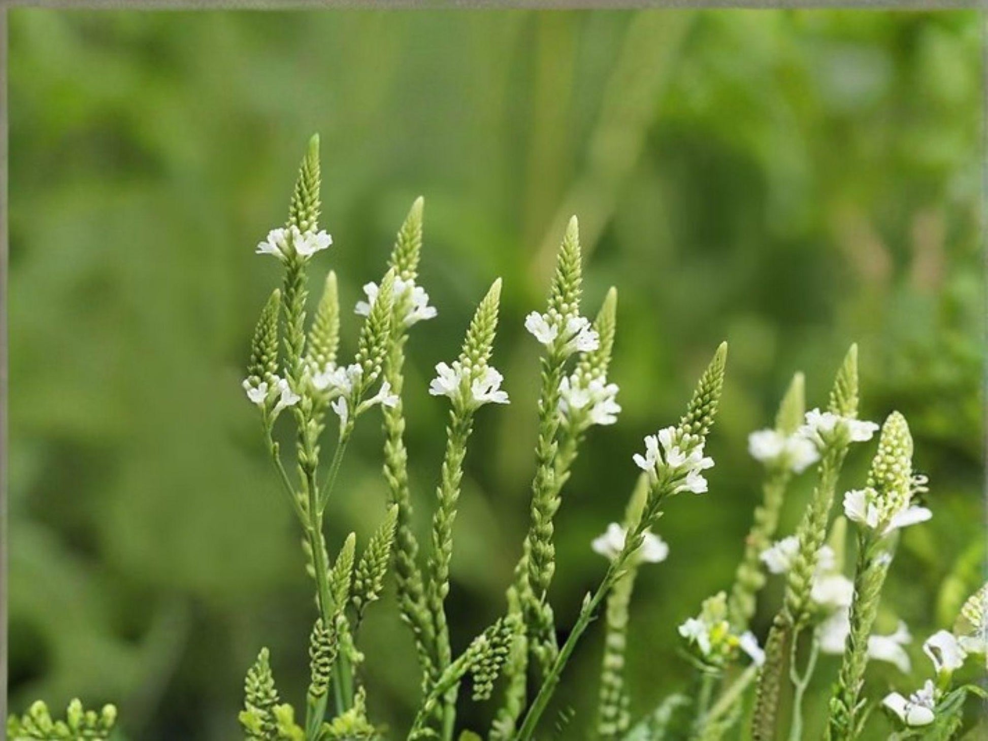 White Vervain Flower Seeds | Verbena urticifolia | Perennial Garden Plant for Borders & Natural Landscapes