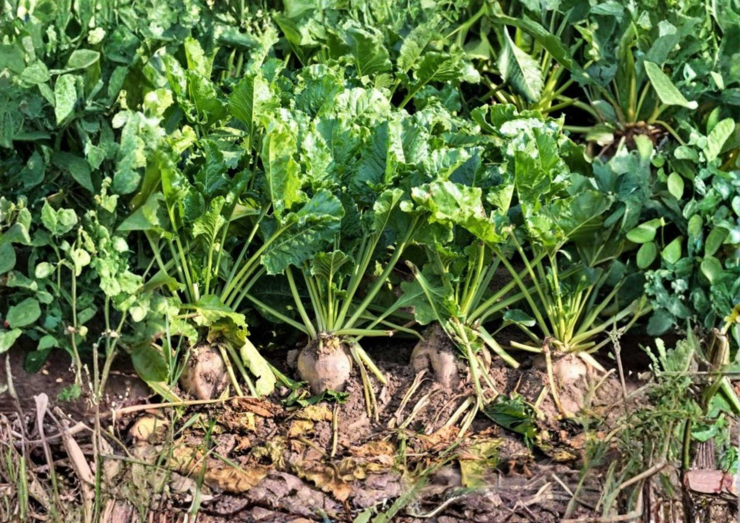 200+ Sugar Beet Seeds Heirloom Vegetable Seeds for Garden Planting, White Beets Root Crop, Natural Sweetener, High Sugar Content