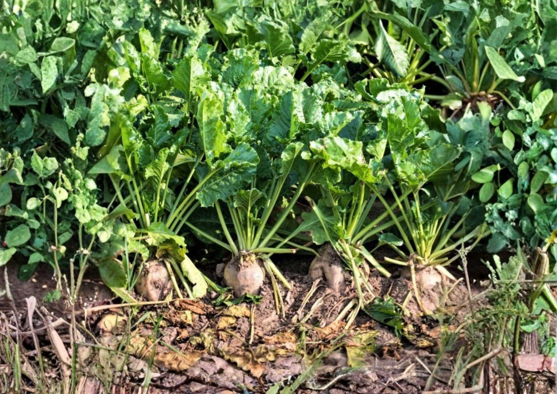 200+ Sugar Beet Seeds Heirloom Vegetable Seeds for Garden Planting, White Beets Root Crop, Natural Sweetener, High Sugar Content