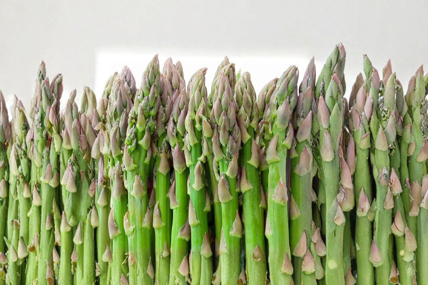 UC 157 F2 Asparagus Seeds – Non-GMO Heirloom Perennial Vegetable for Tender Green Spears, 100+ Seeds